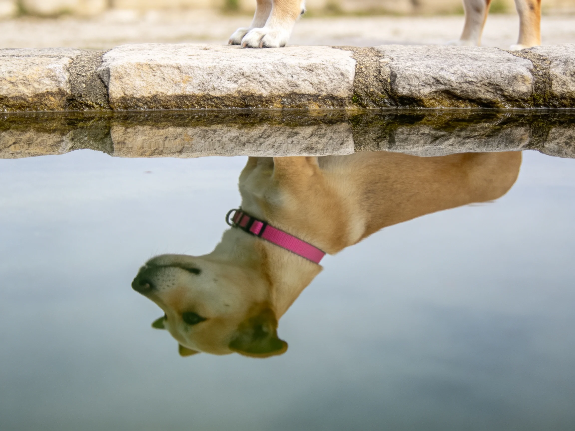 A dog with a pink collar stands near calm water displaying its upside - down reflection.