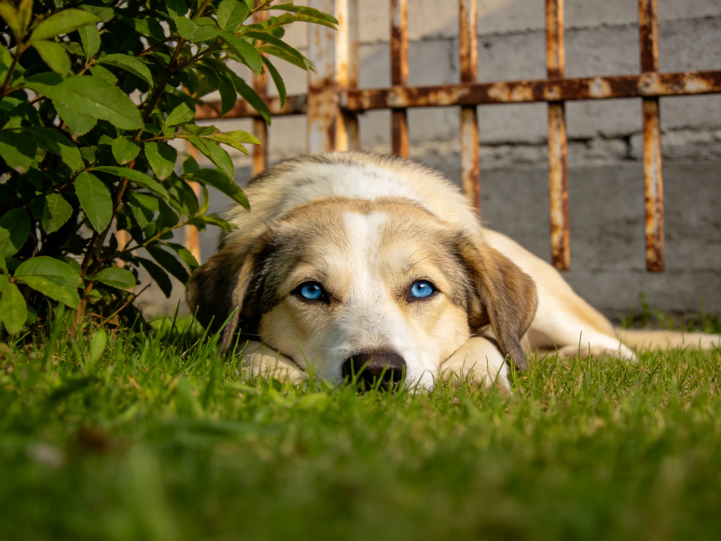 A dog with blue eyes lies on grass near greenery and a rusted fence