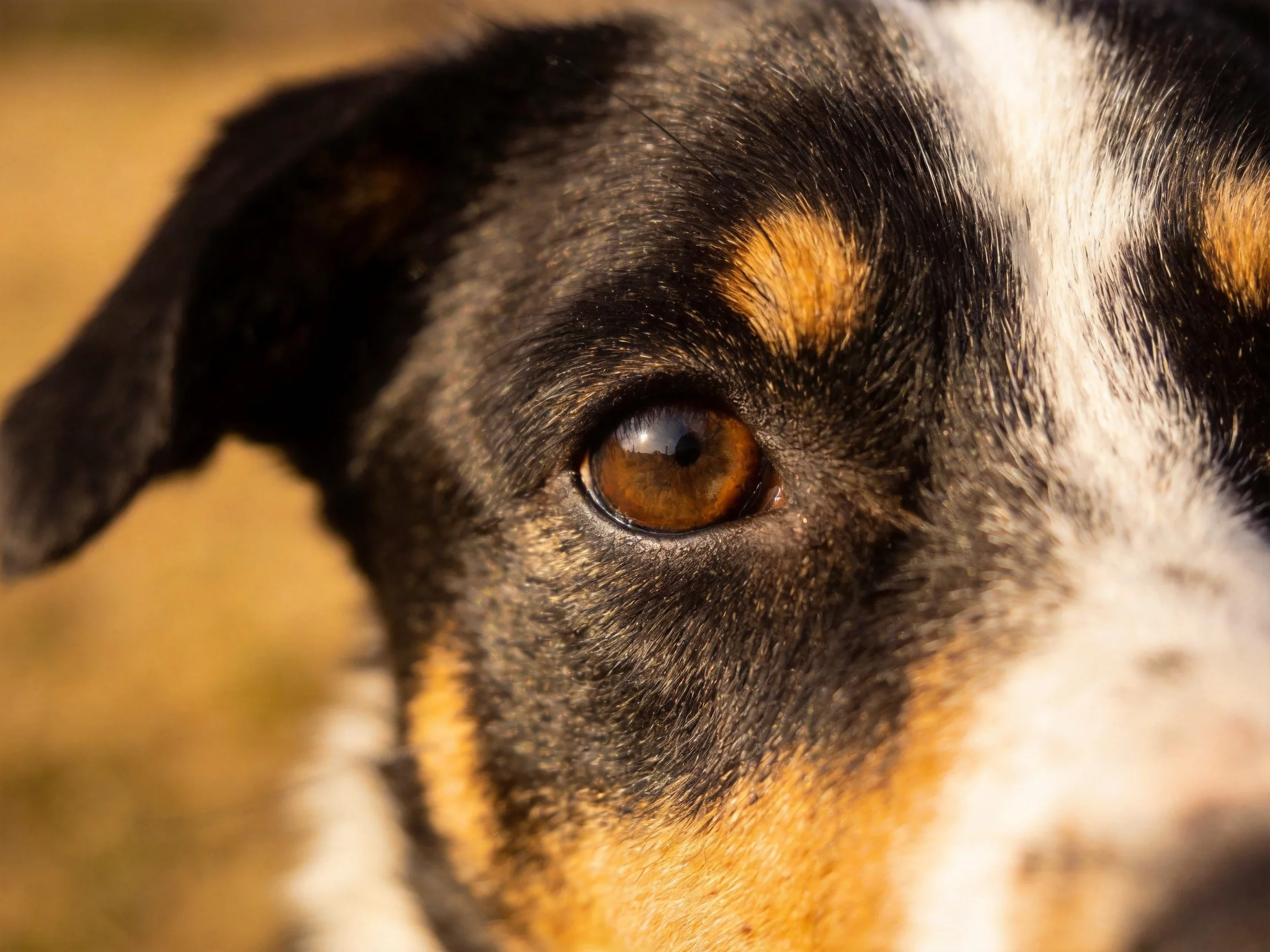 A dog’s brown eye is featured among its black, tan, and white fur.