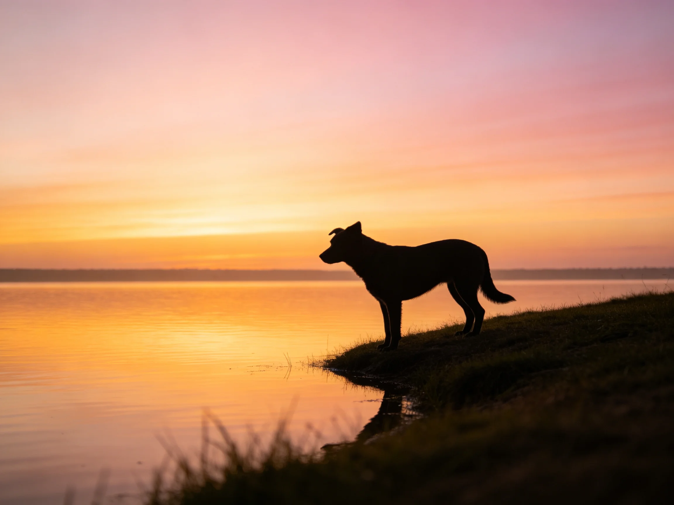 A dog’s silhouette against a vibrant sunset over calm waters