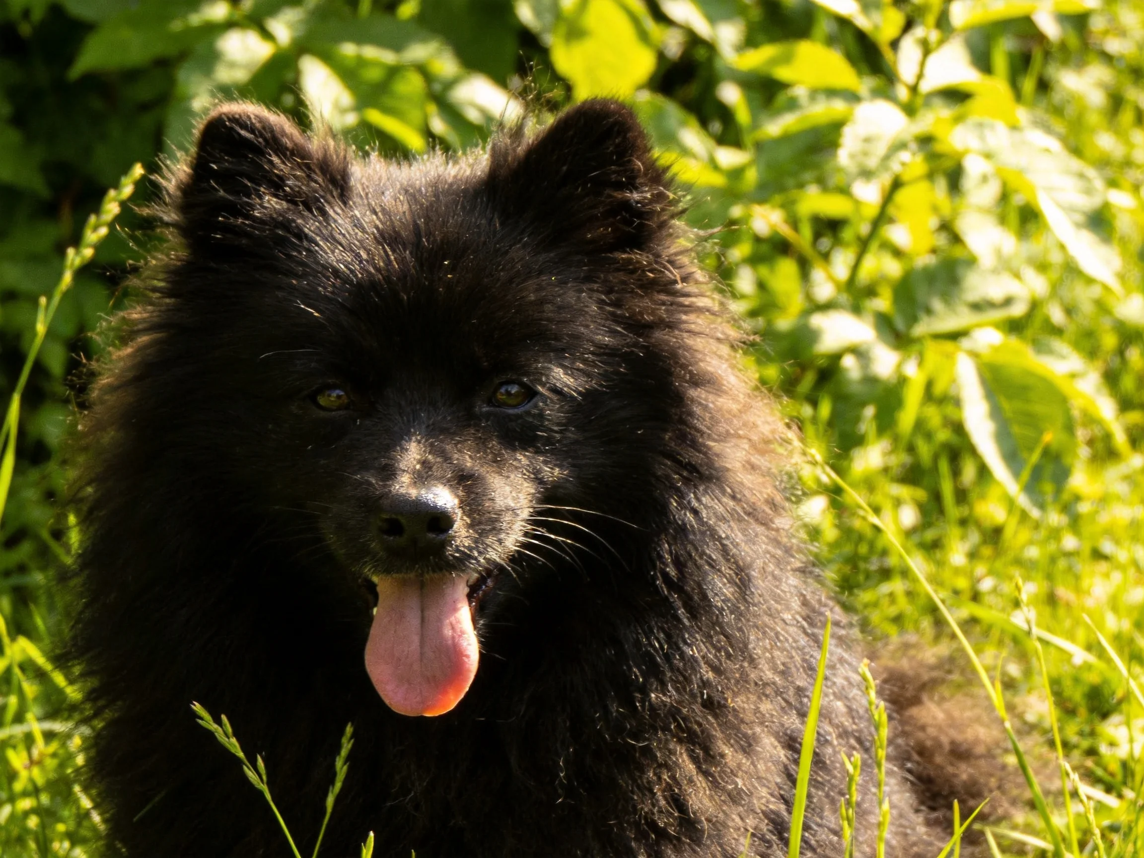 A black dog relaxes among tall green plants.