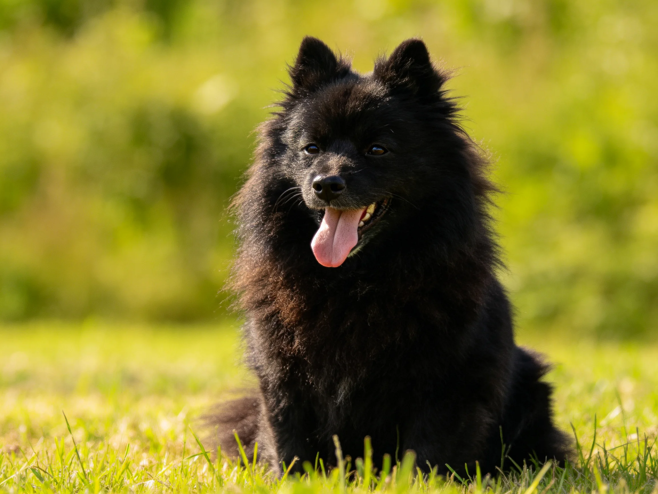 A fluffy black dog sits joyfully on sunlit grass