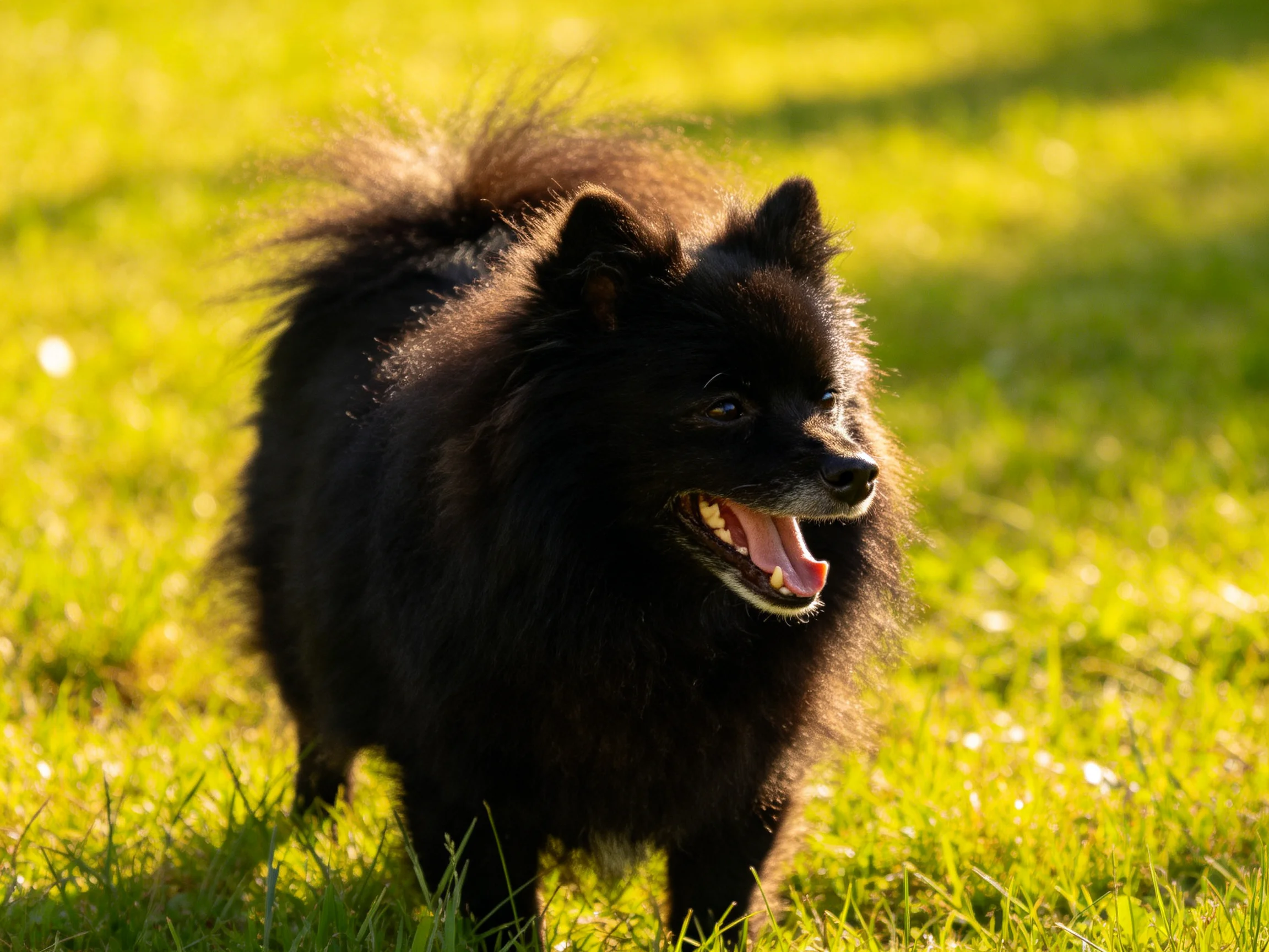 A fluffy black dog walking on sun-drenched green grass