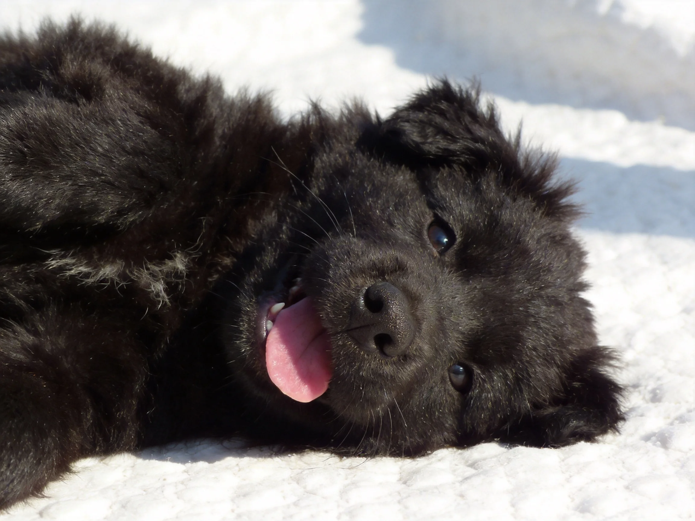 A fluffy black puppy lounging on bright white snow