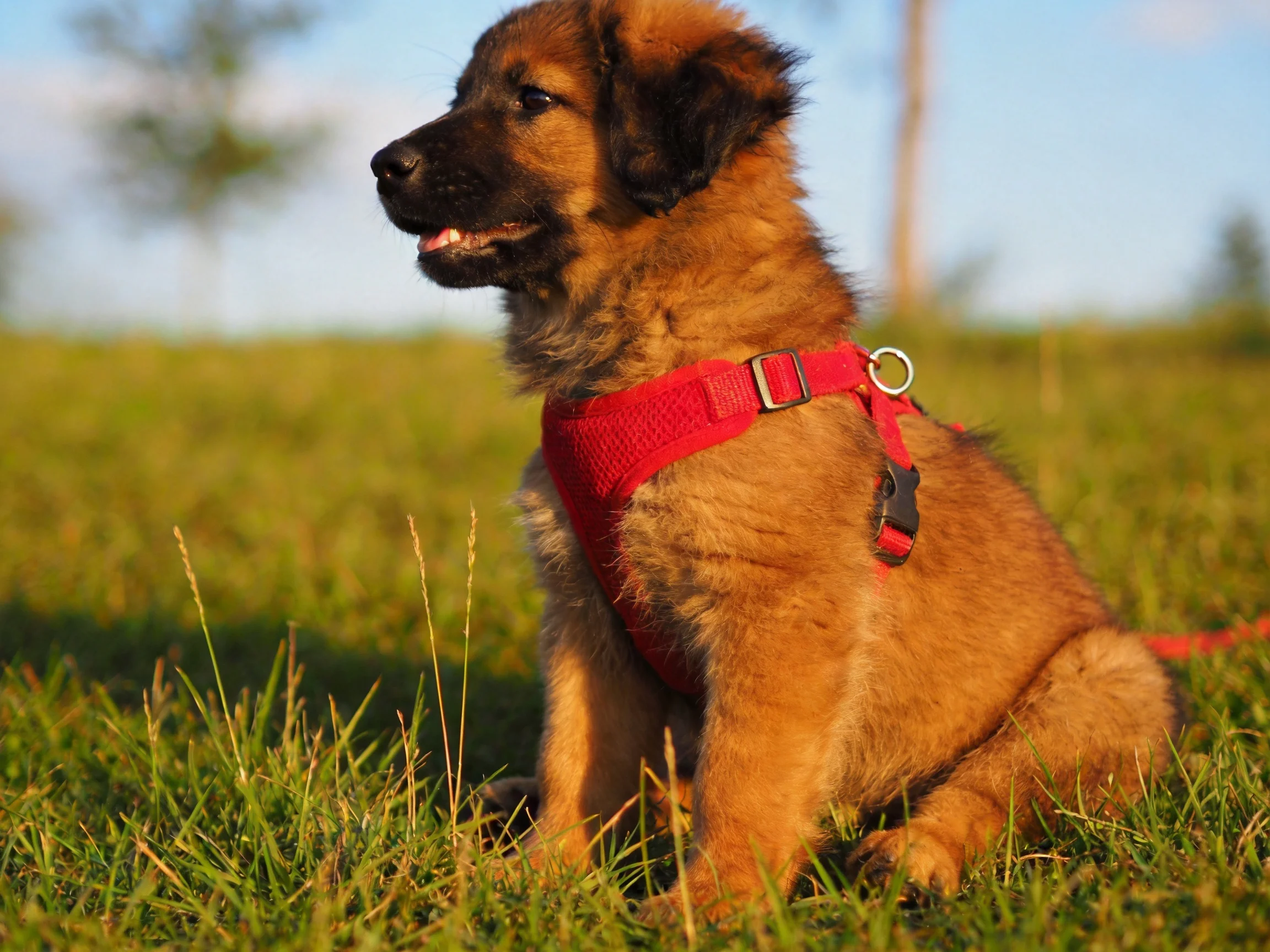 A fluffy brown puppy wears a red harness sitting in grassy terrain