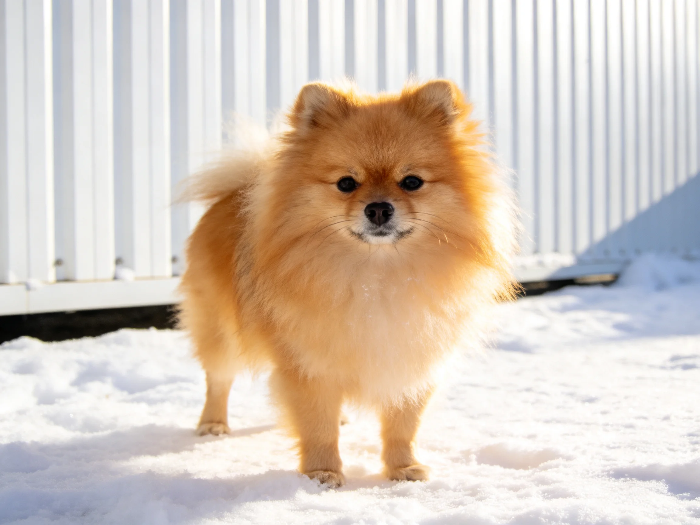 A fluffy golden Pomeranian stands on snow near a white fence