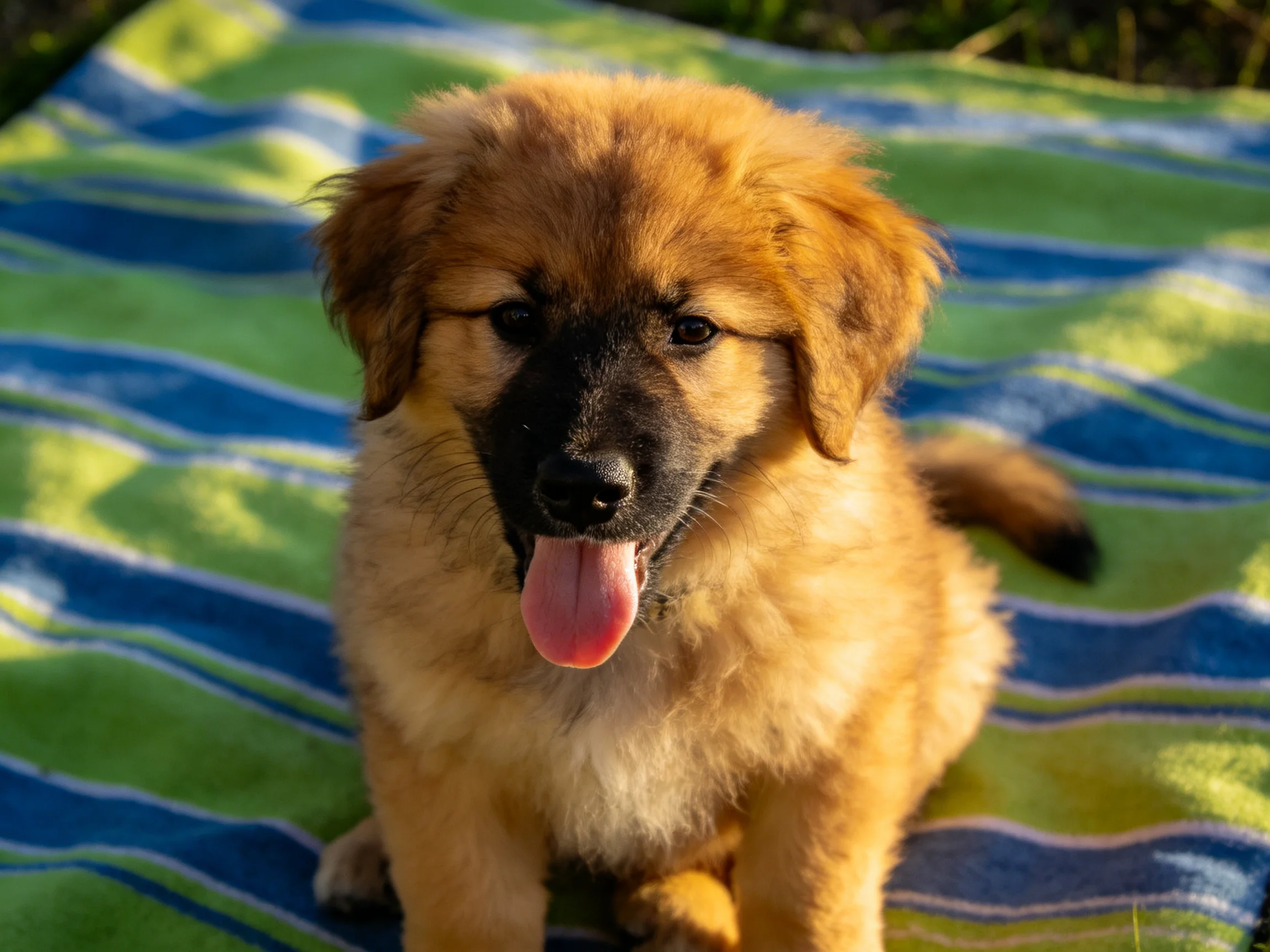 A golden puppy sits on a striped towel in bright daylight.