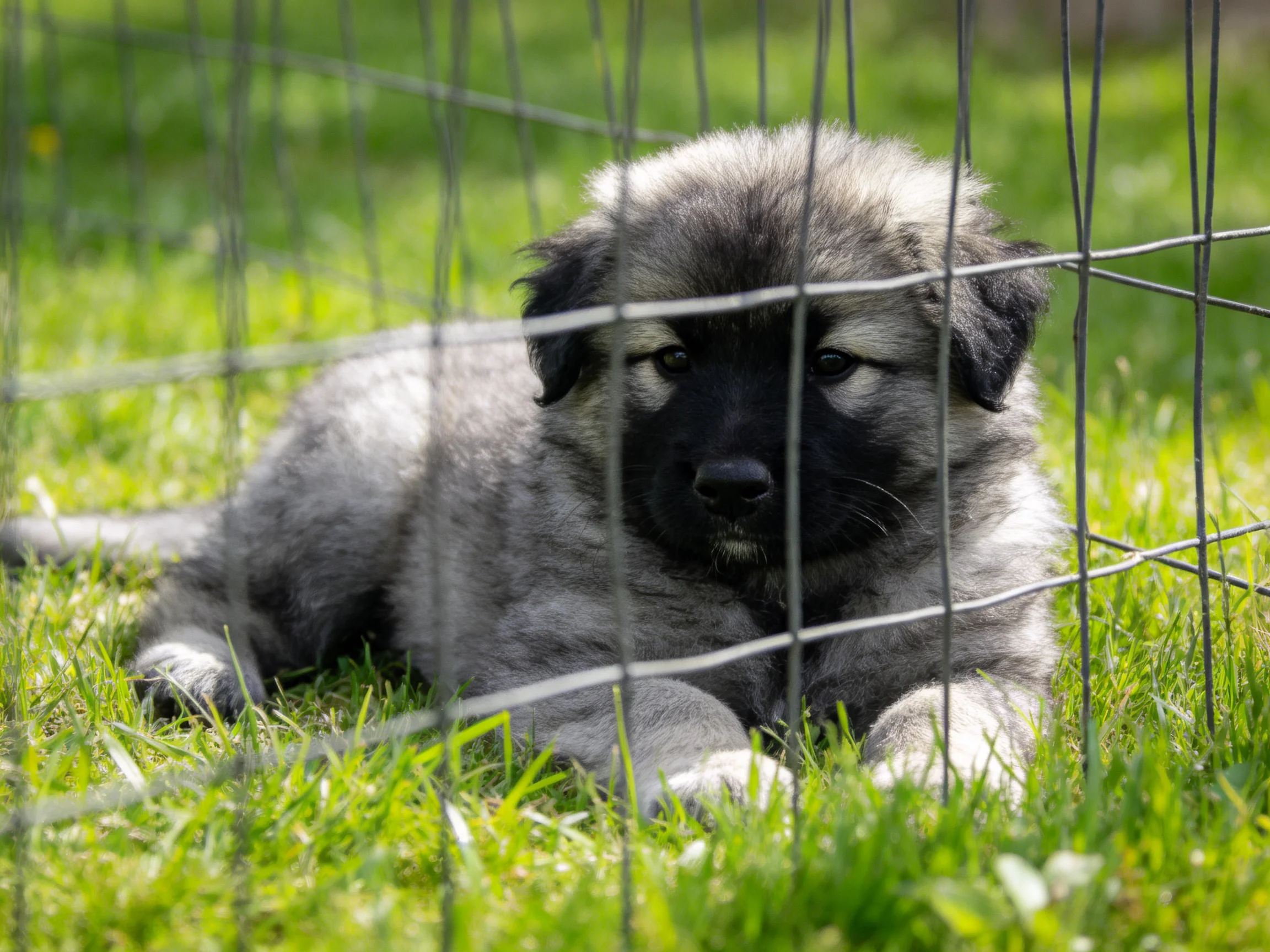 A puppy lies on grass next to a wire fence.