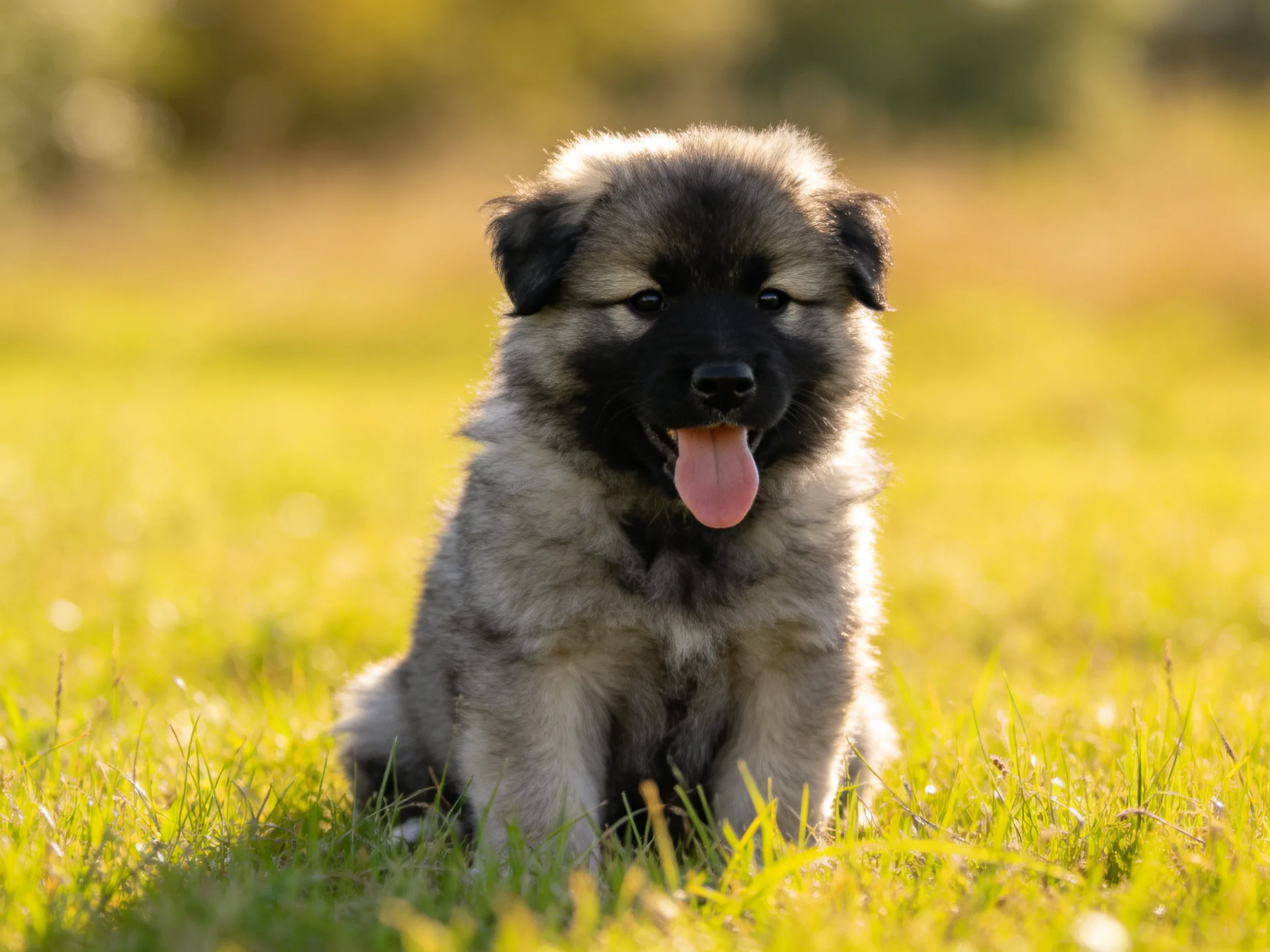 A puppy sits contentedly on sunlit grass.