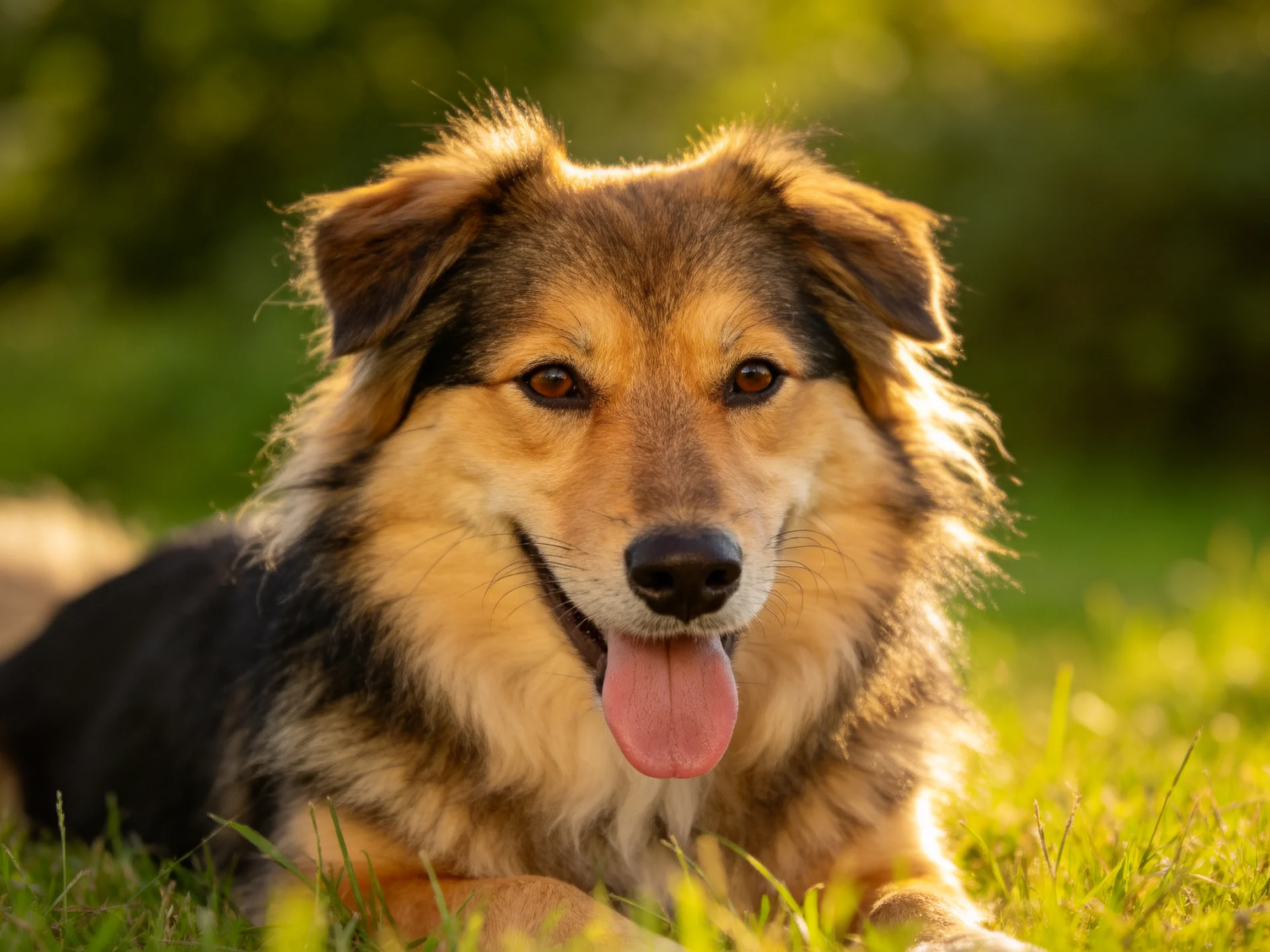 A cheerful multicolored dog relaxes on sunlit grass in an outdoor setting.