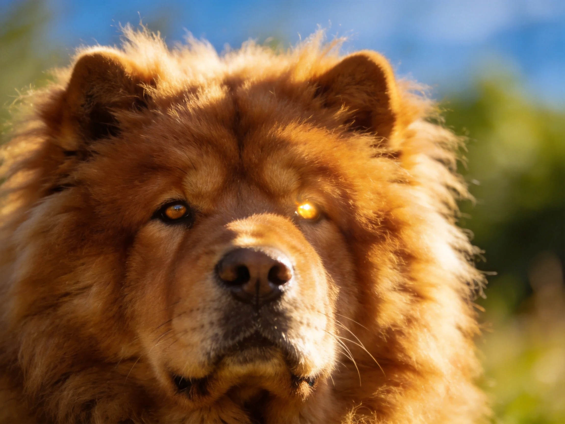 A fluffy reddish-brown Chow dog with thick fur outdoors