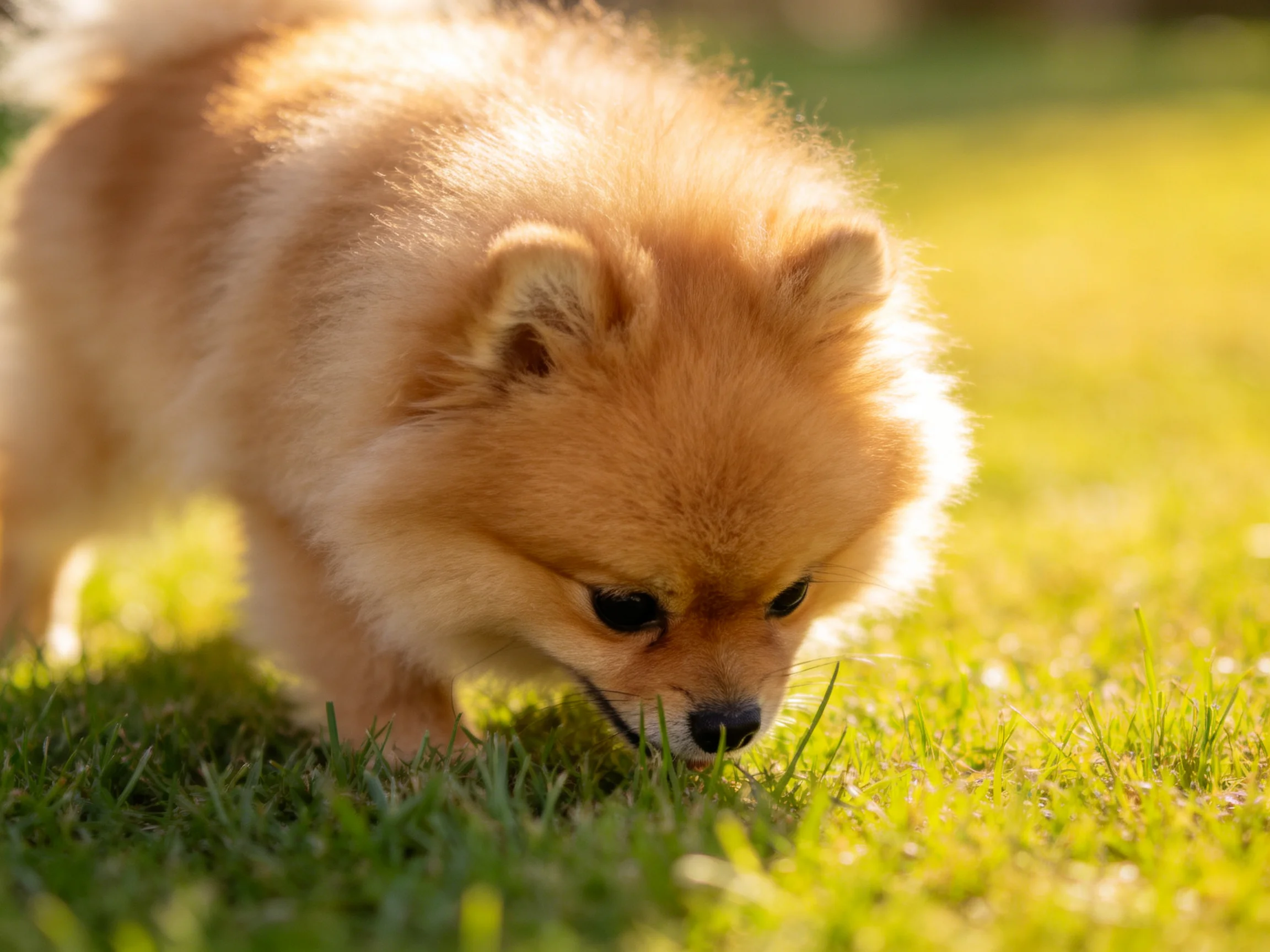 A fluffy tan Pomeranian explores sunlit green grass