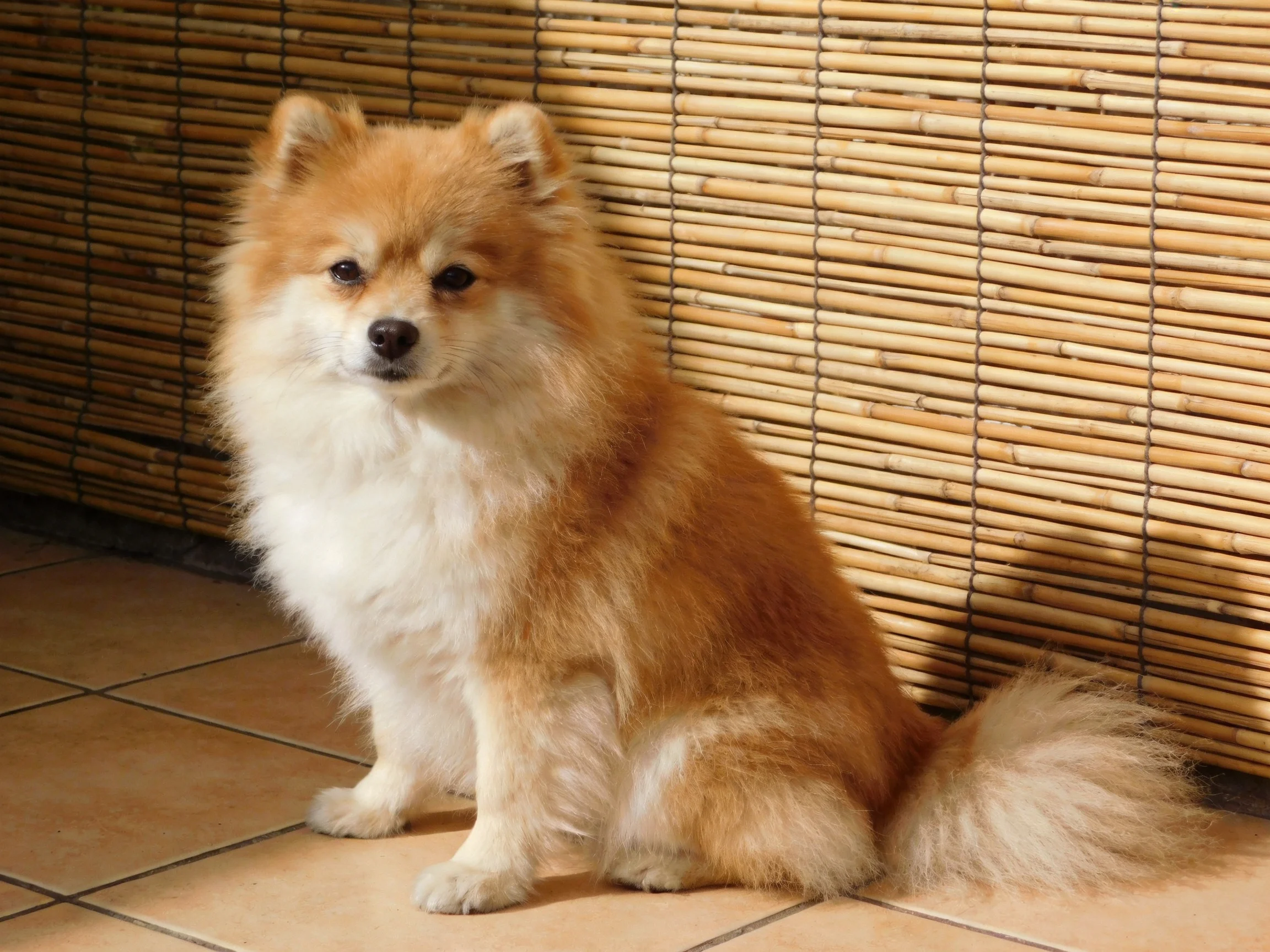 A fluffy tan and white dog sits beside a bamboo wall on tiled flooring