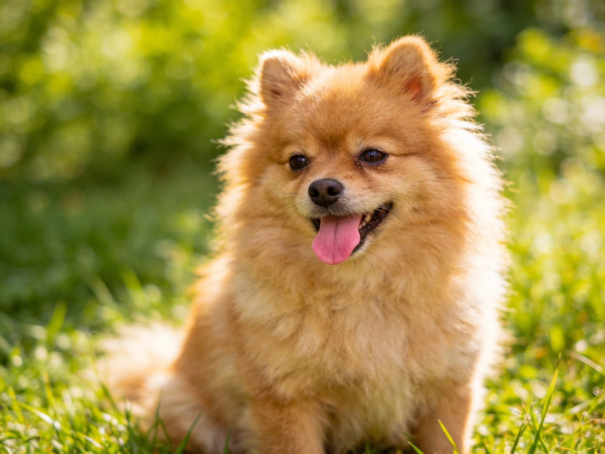 A fluffy tan dog sits contentedly on lush green grass