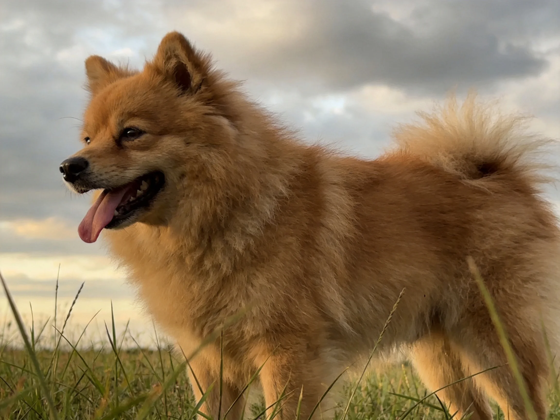 A fluffy tan dog stands in tall grass with a cloudy sky overhead.