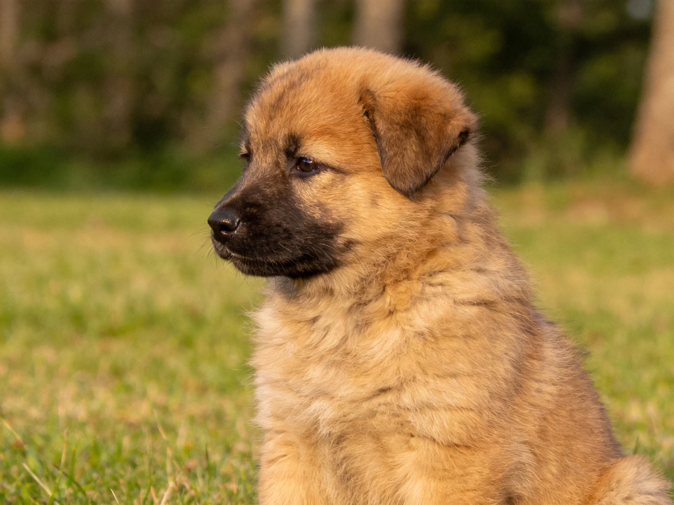 A tan puppy sits on green grass in a sunlit outdoor area.