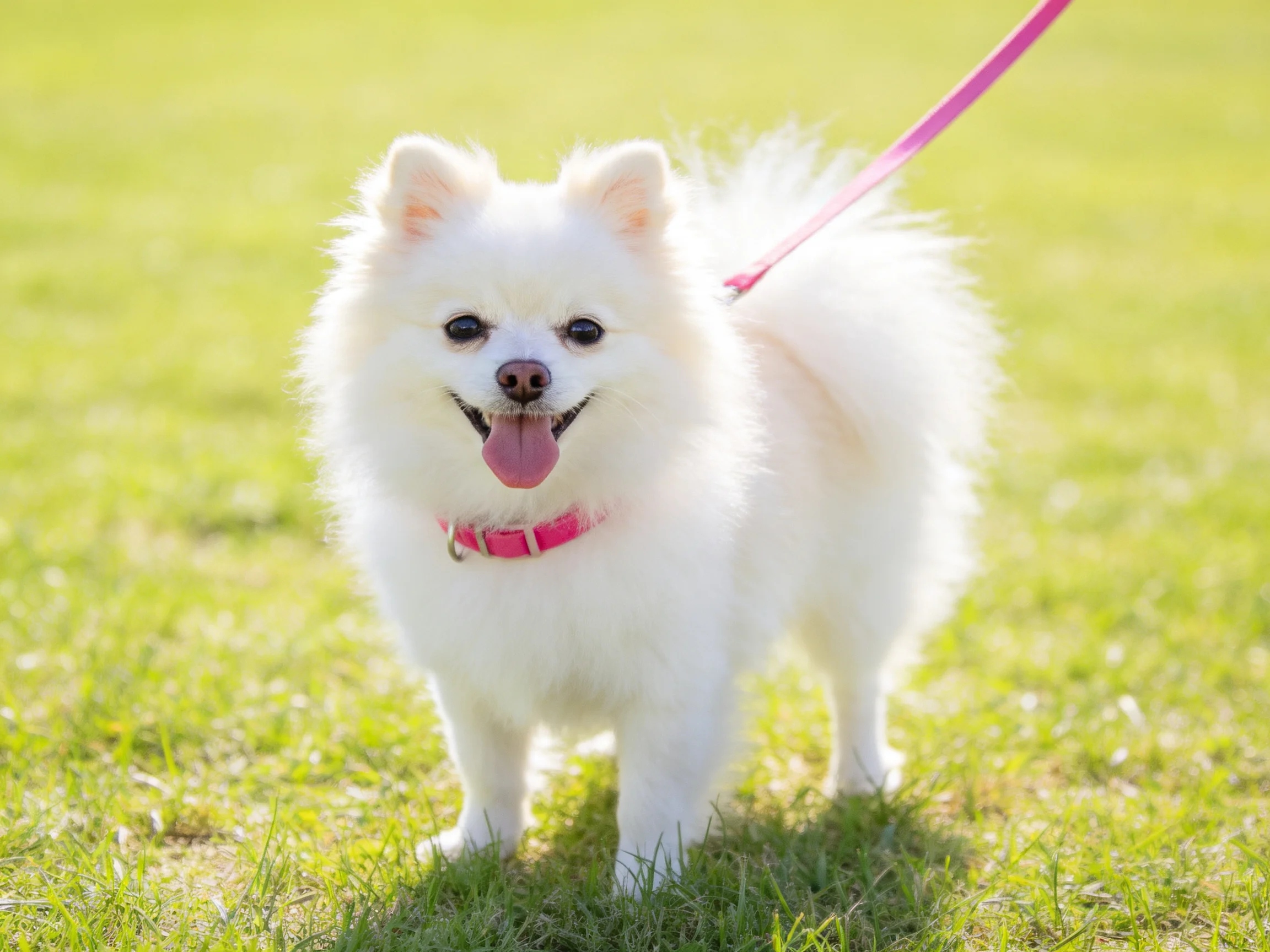 A fluffy white Pomeranian on green grass with pink accessories