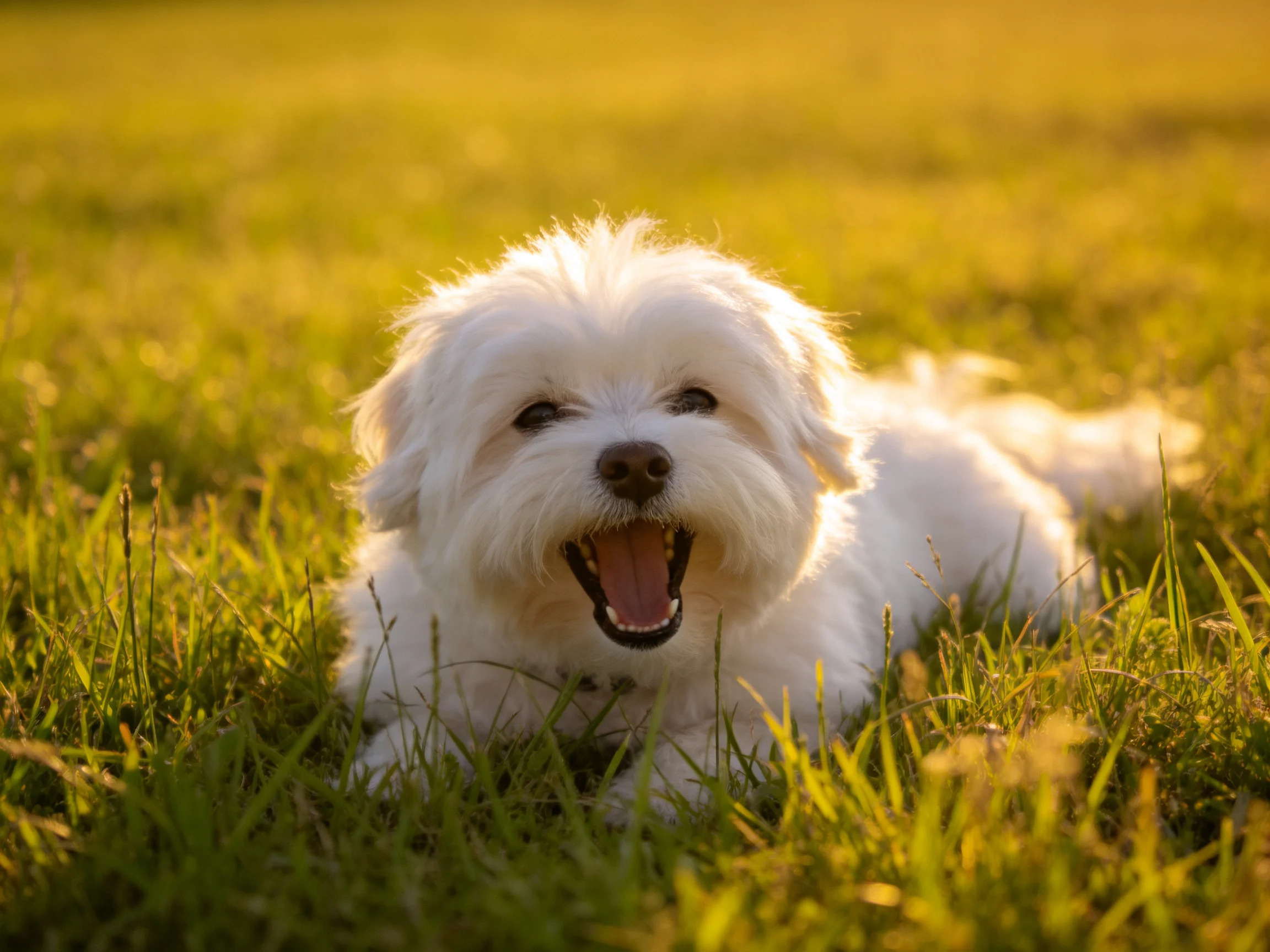 A fluffy white dog resting in sun-drenched green grass