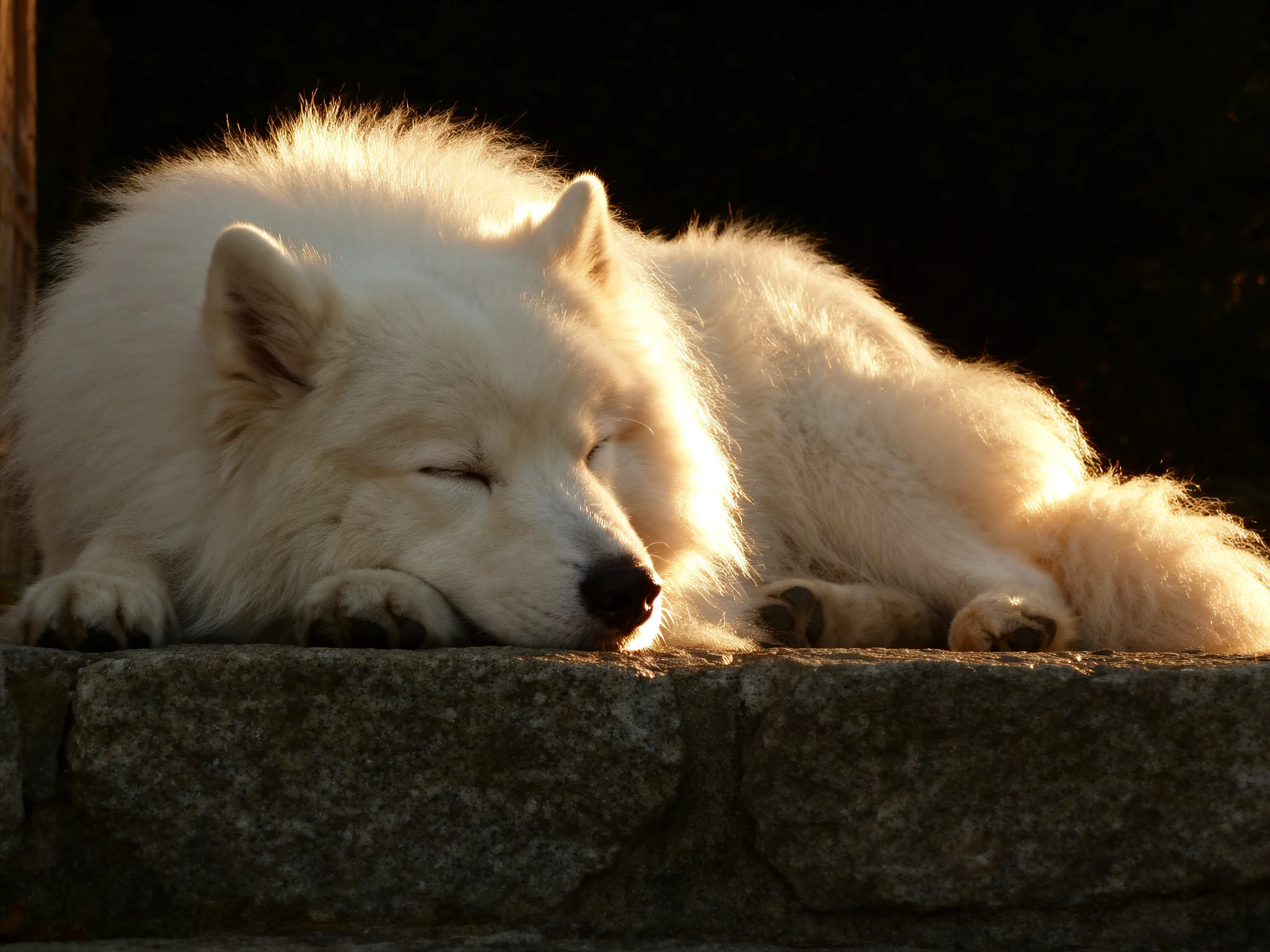 A fluffy white dog sleeps on stone steps under warm sunlight.