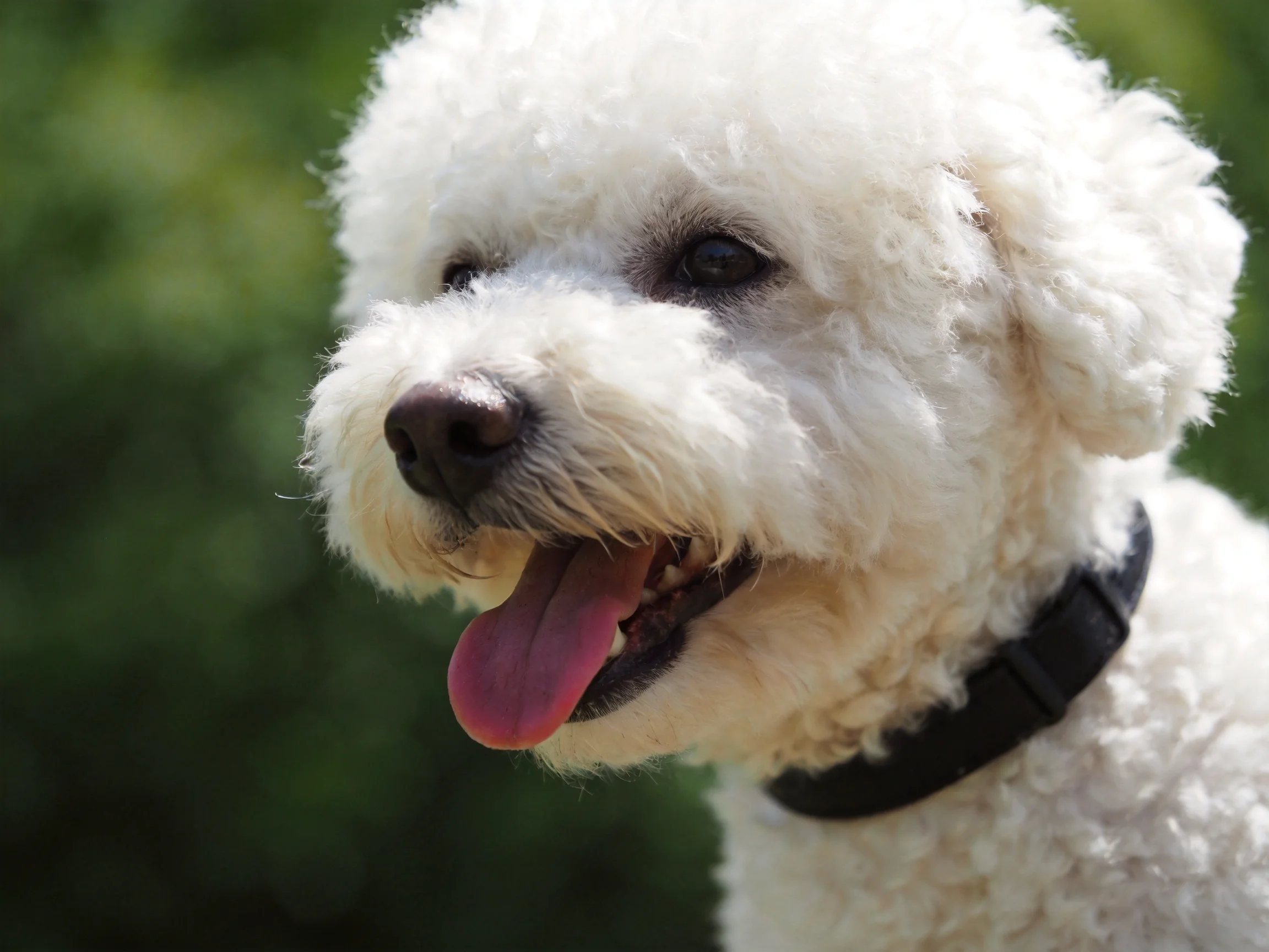 A cheerful white dog with a black collar is outdoors among greenery.