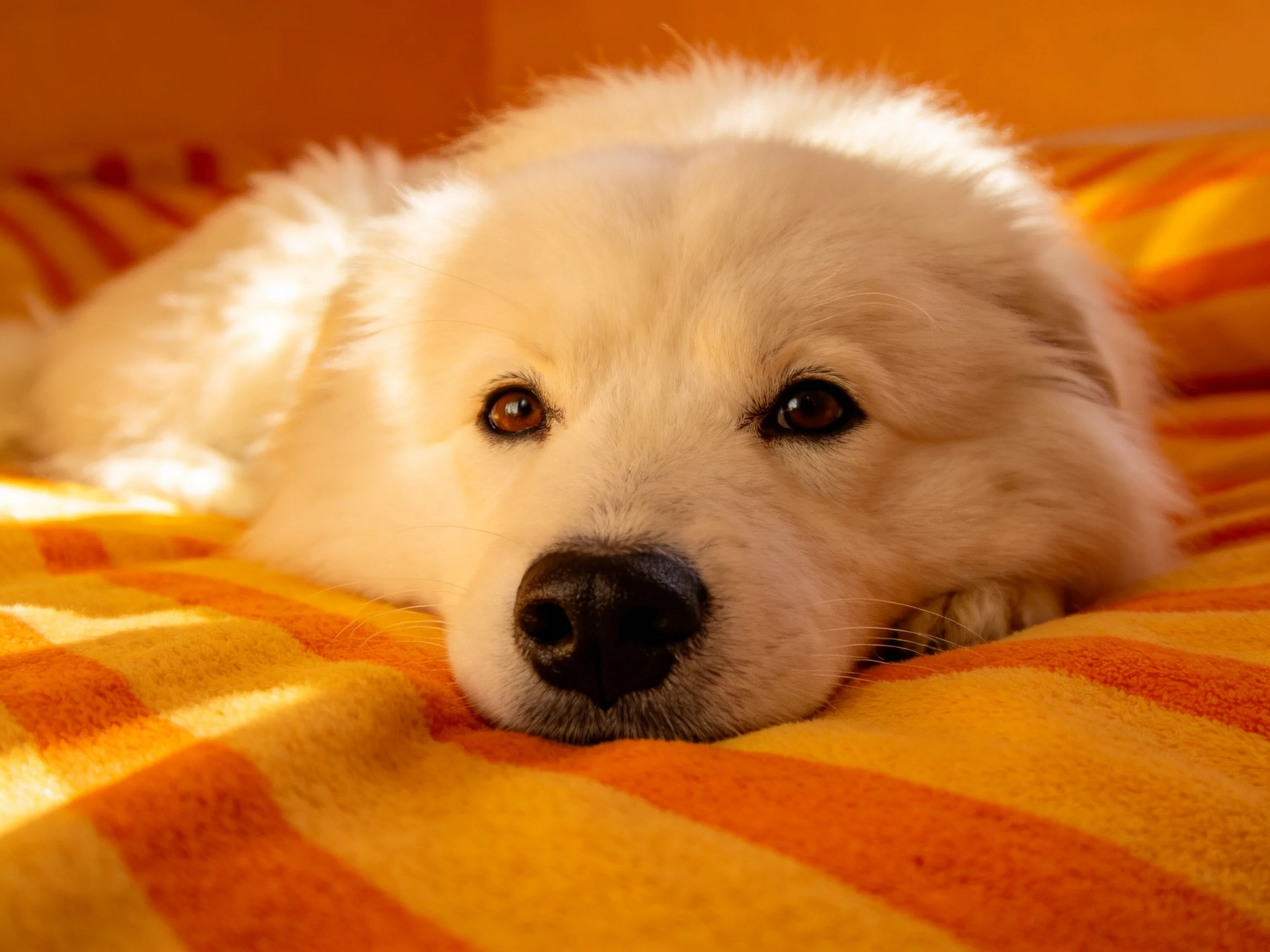 A fluffy white puppy lounges on a vibrant orange-yellow striped blanket