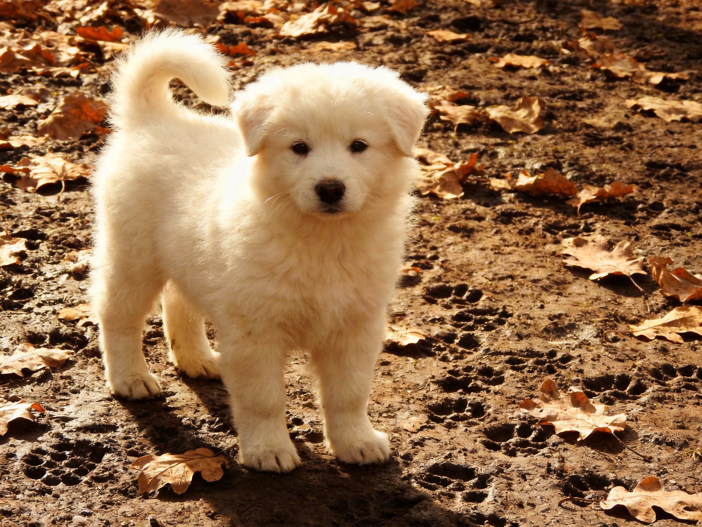 A fluffy white puppy stands on a dirt path covered with fallen leaves.