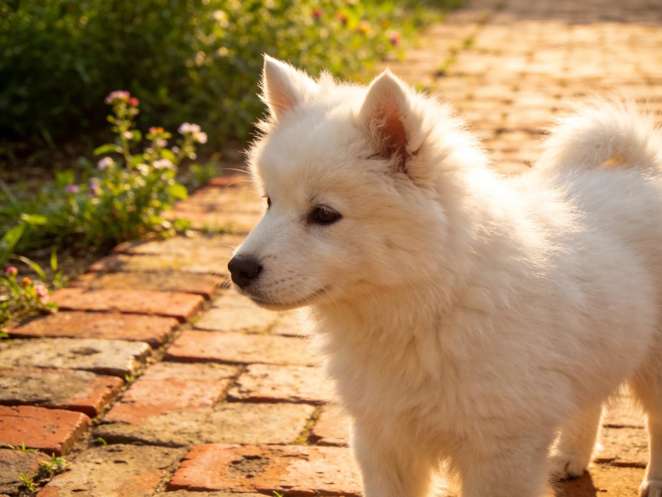 Fluffy white puppy stands on brick pathway in sunlit outdoor setting.