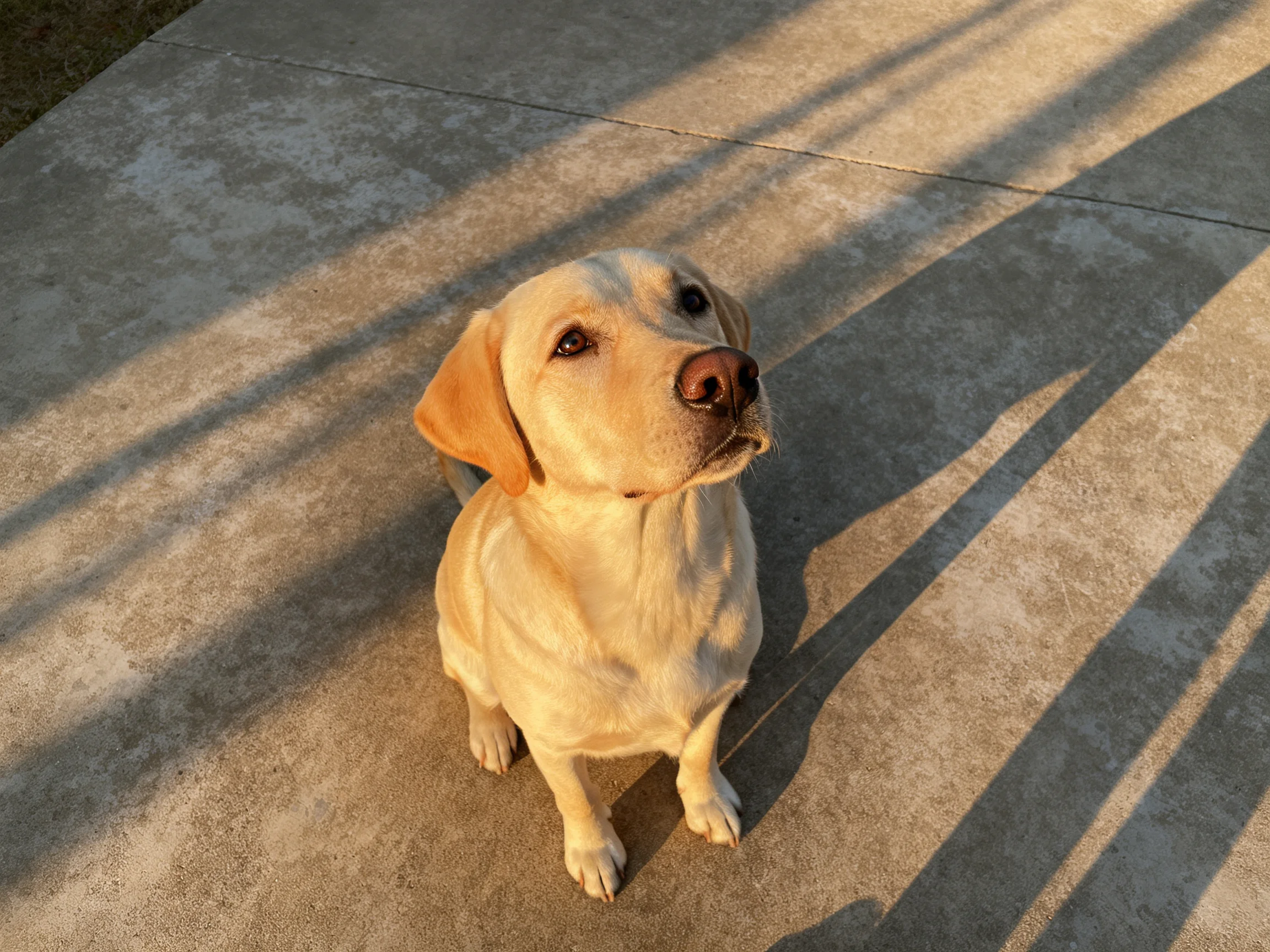 A golden Labrador sits on a sunlit concrete path with long shadows