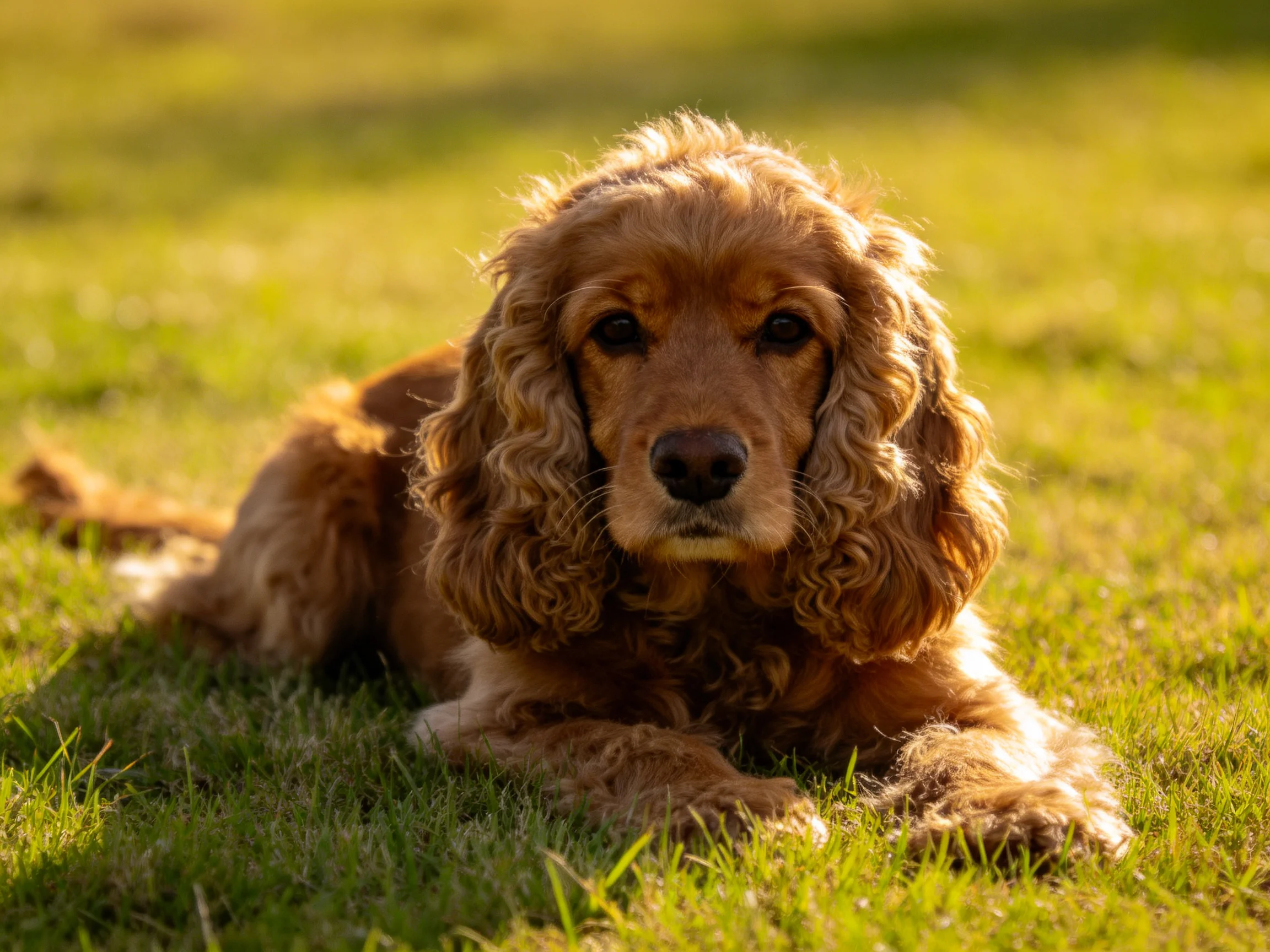 A golden-brown Cocker Spaniel rests on sunlit green grass
