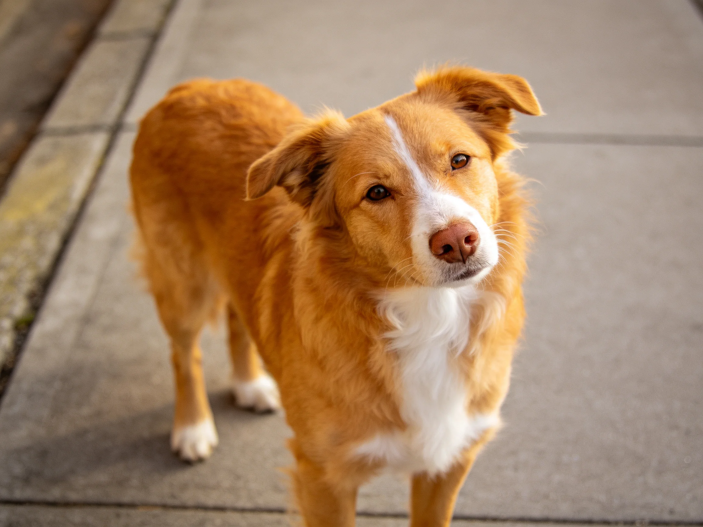 A golden-brown and white dog stands on a concrete sidewalk
