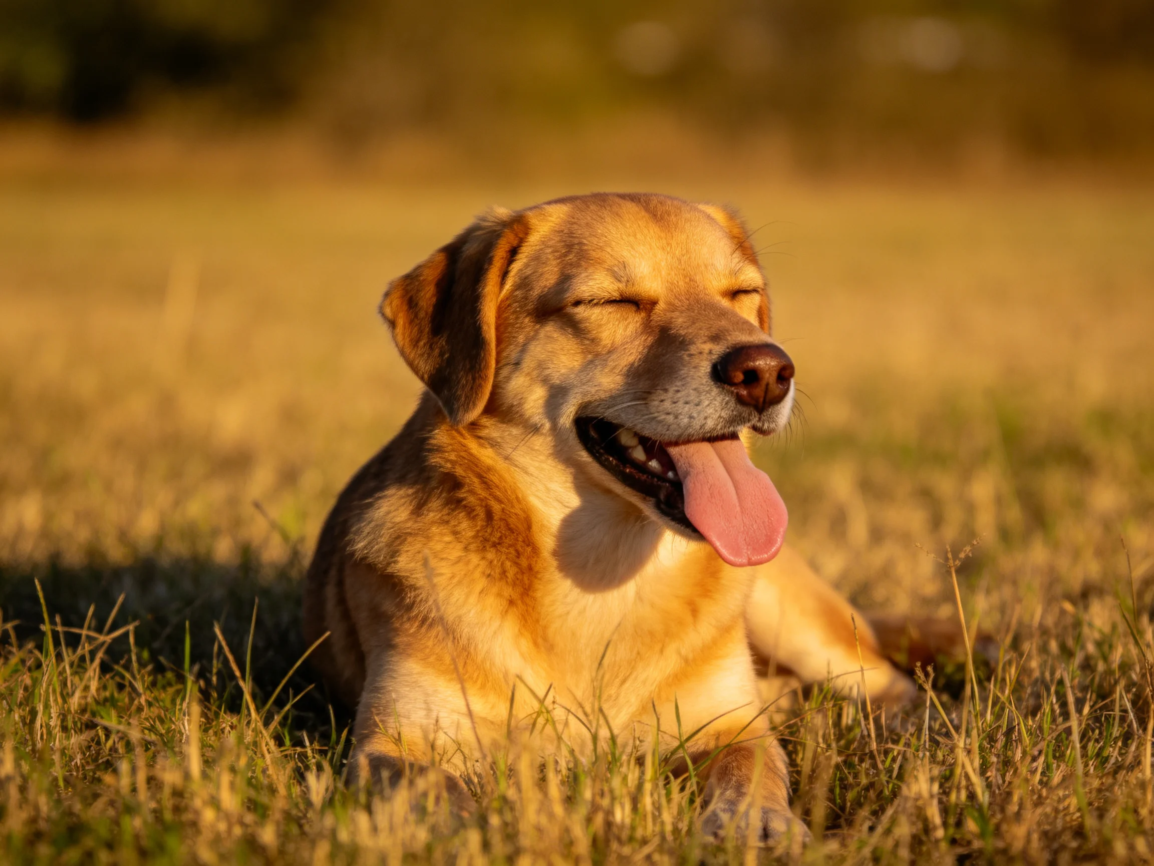 A golden-brown dog lounges in sunlit grass