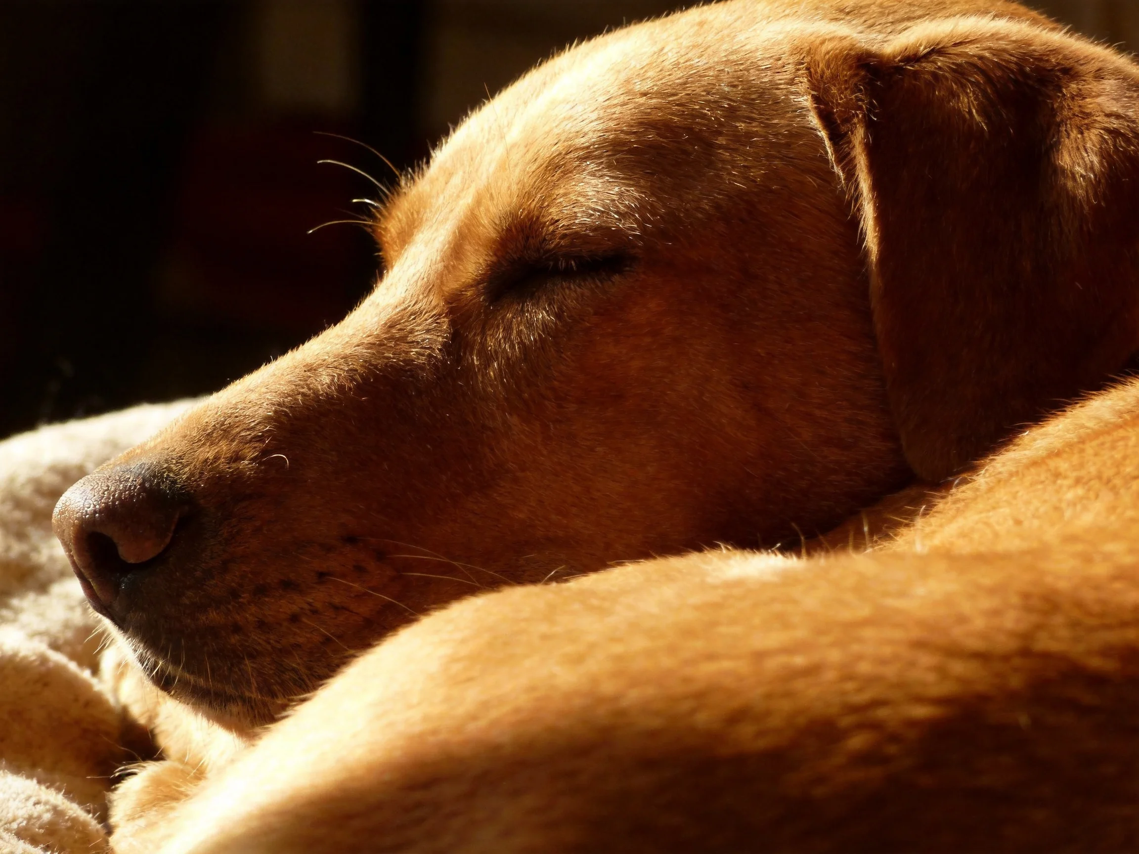 A golden-brown dog peacefully rests on a soft cream blanket