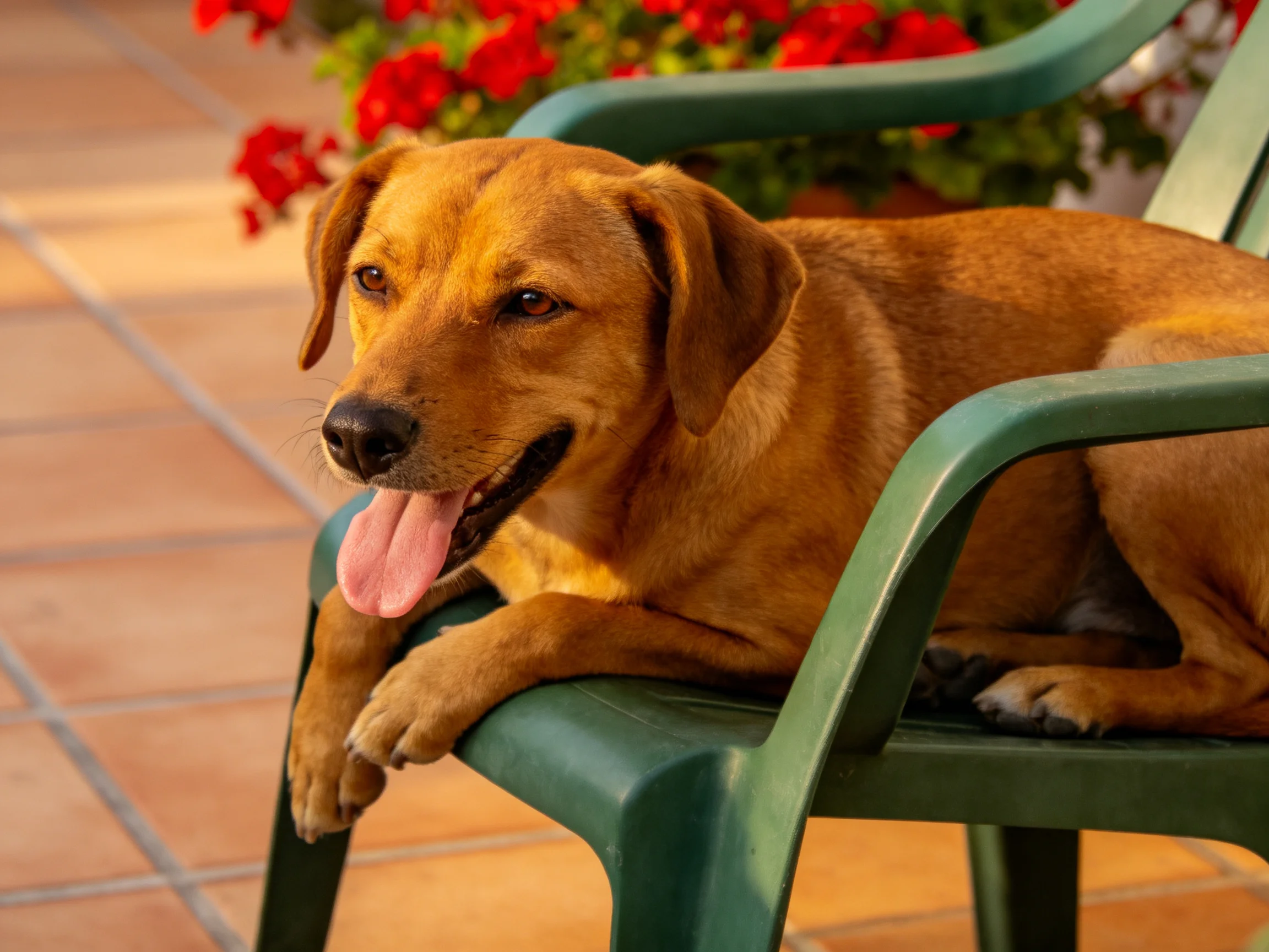 A golden-brown dog relaxes on a green plastic chair near vibrant red flowers.