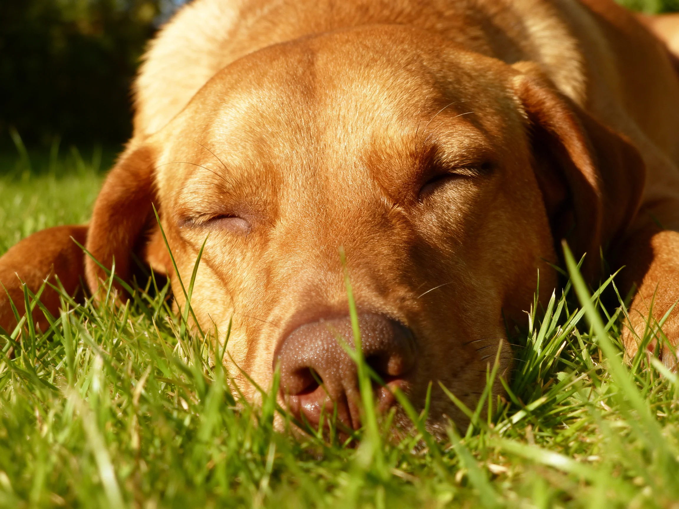 A brown dog sleeps peacefully on green grass.