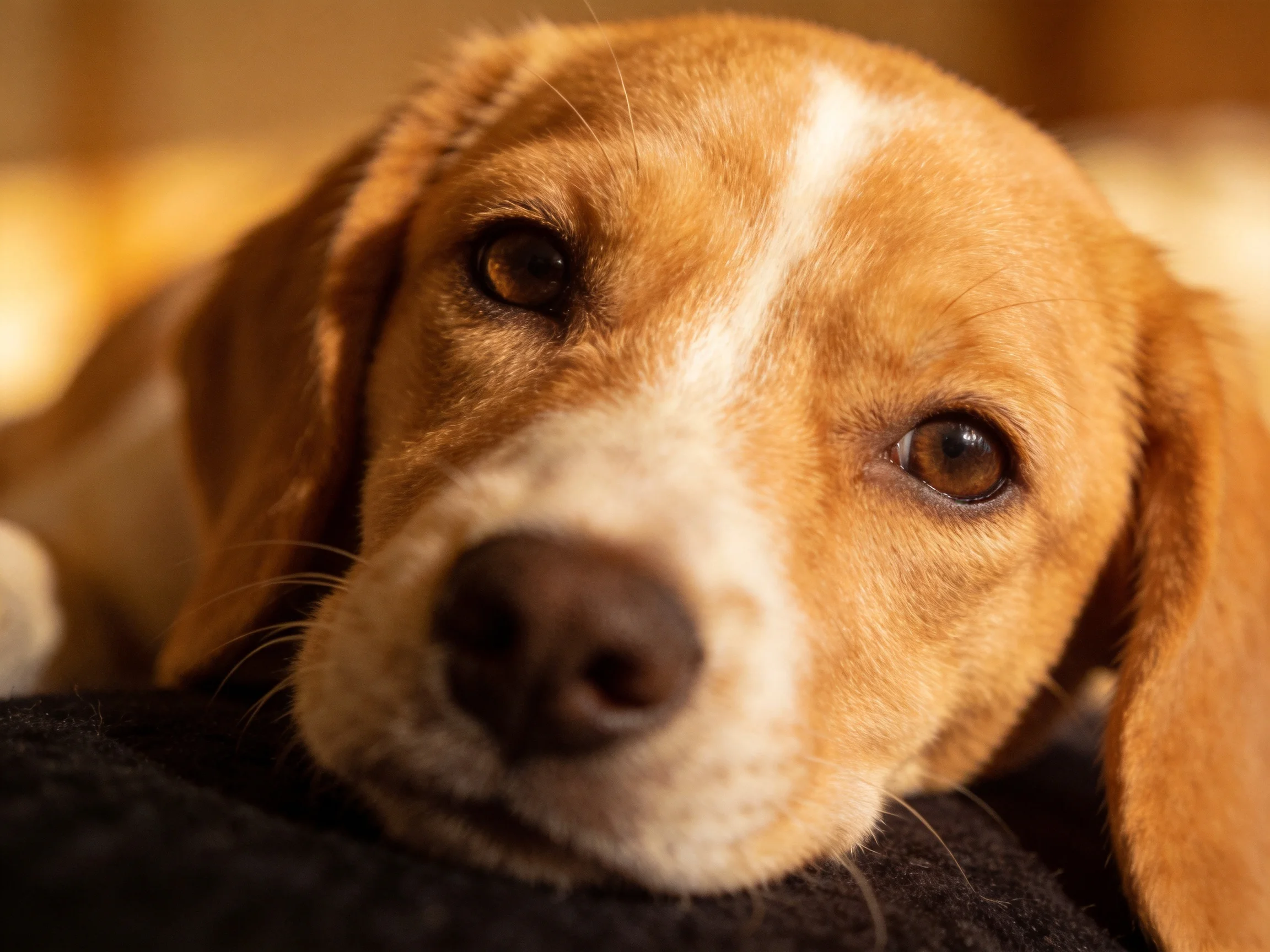 A golden-brown dog rests against a dark fabric surface with warm lighting emphasizing its features.