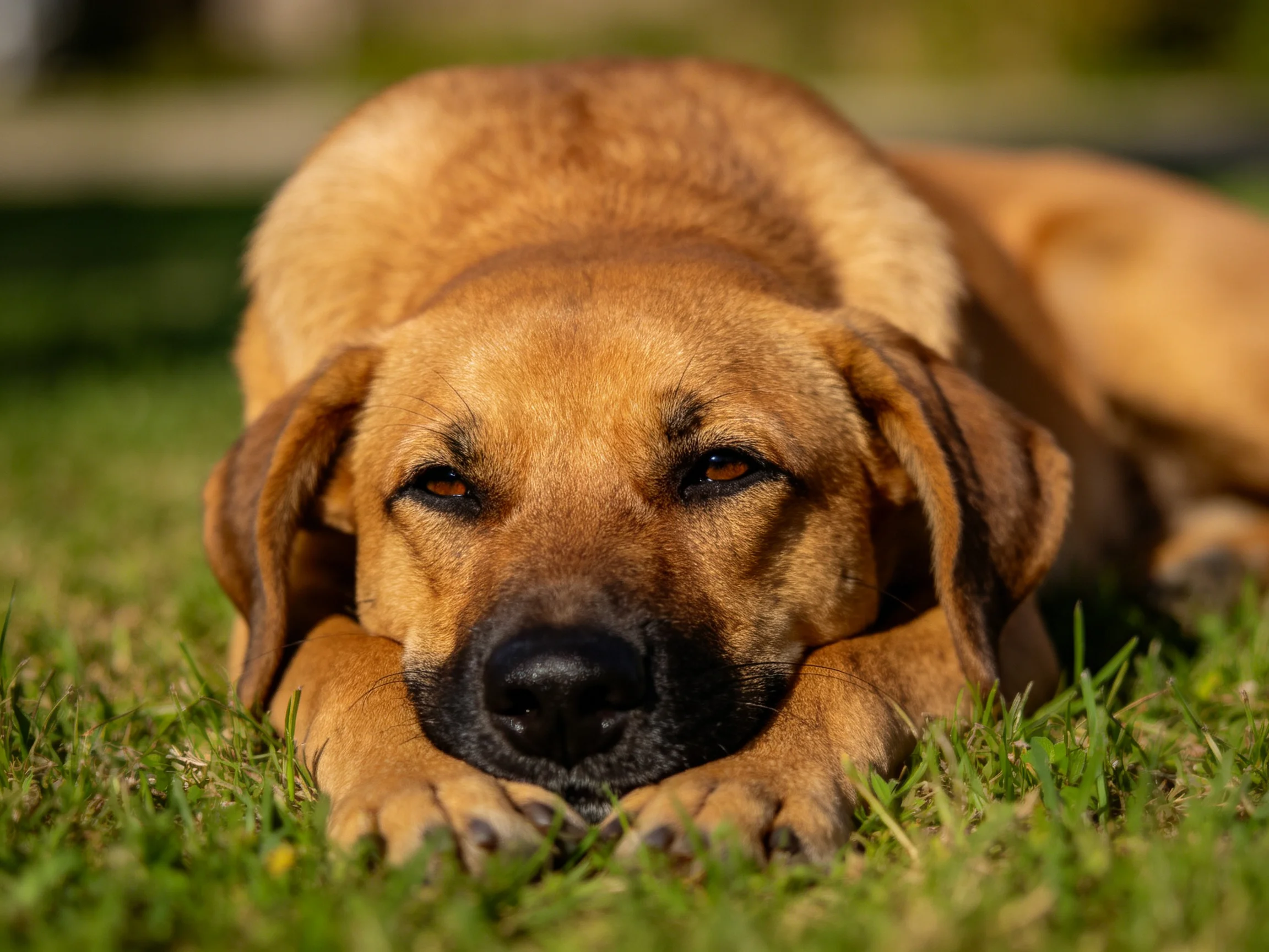 A golden-brown dog rests comfortably on lush green grass