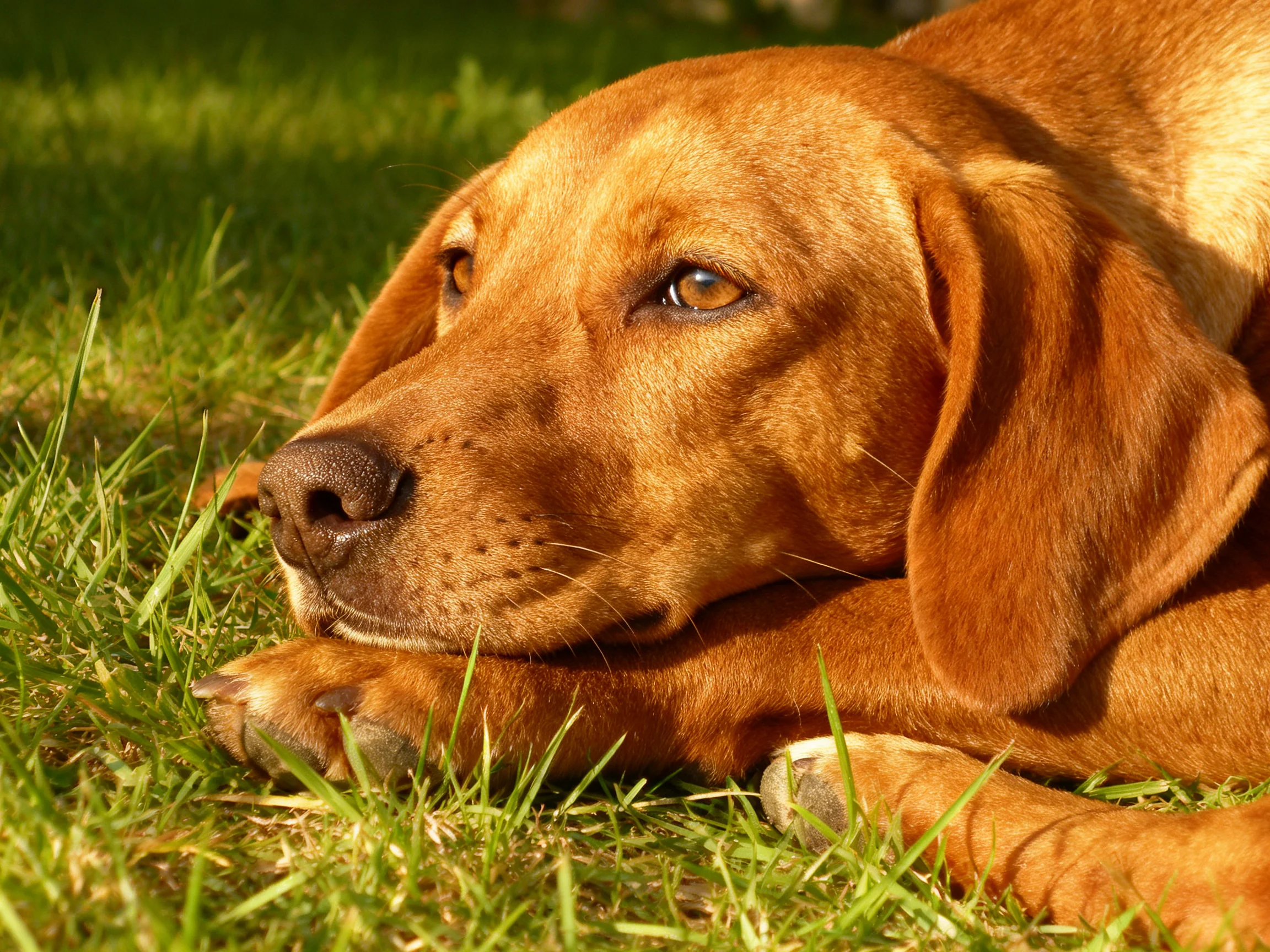 A golden-brown dog lies calmly on green grass in sunlight.