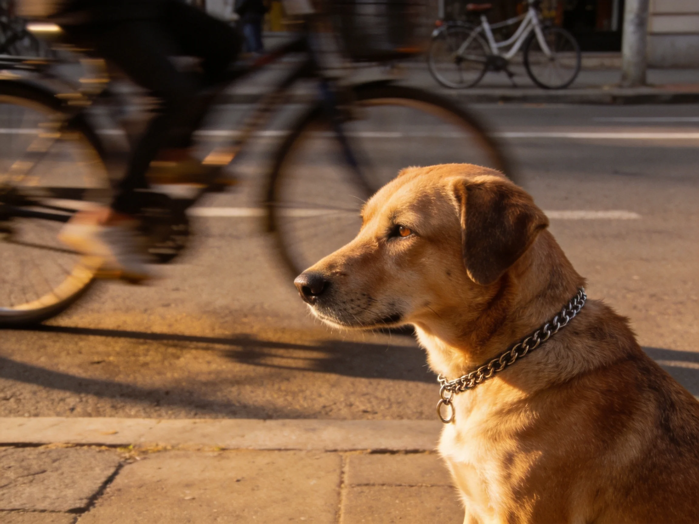 A golden-brown dog sits calmly as cyclists pass by on a busy street.