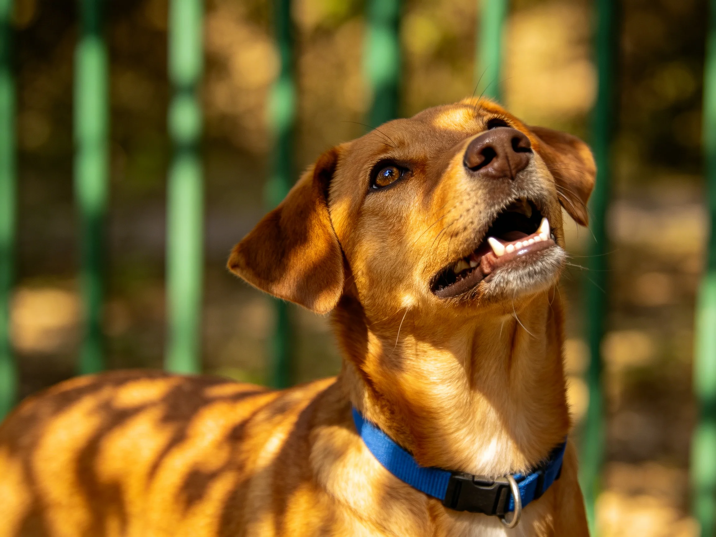 A golden-brown dog with a blue collar stands near green metal fencing