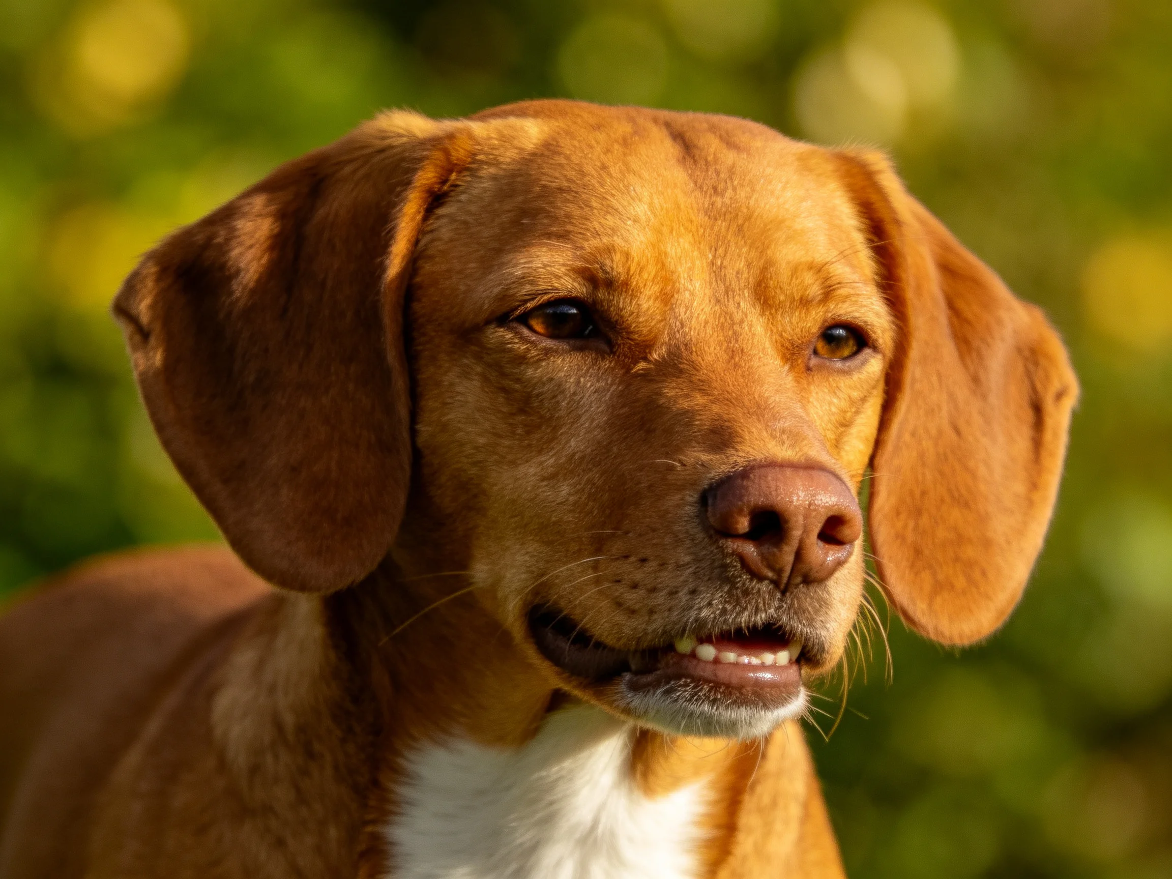 A golden-brown dog with large ears is photographed outdoors near greenery.