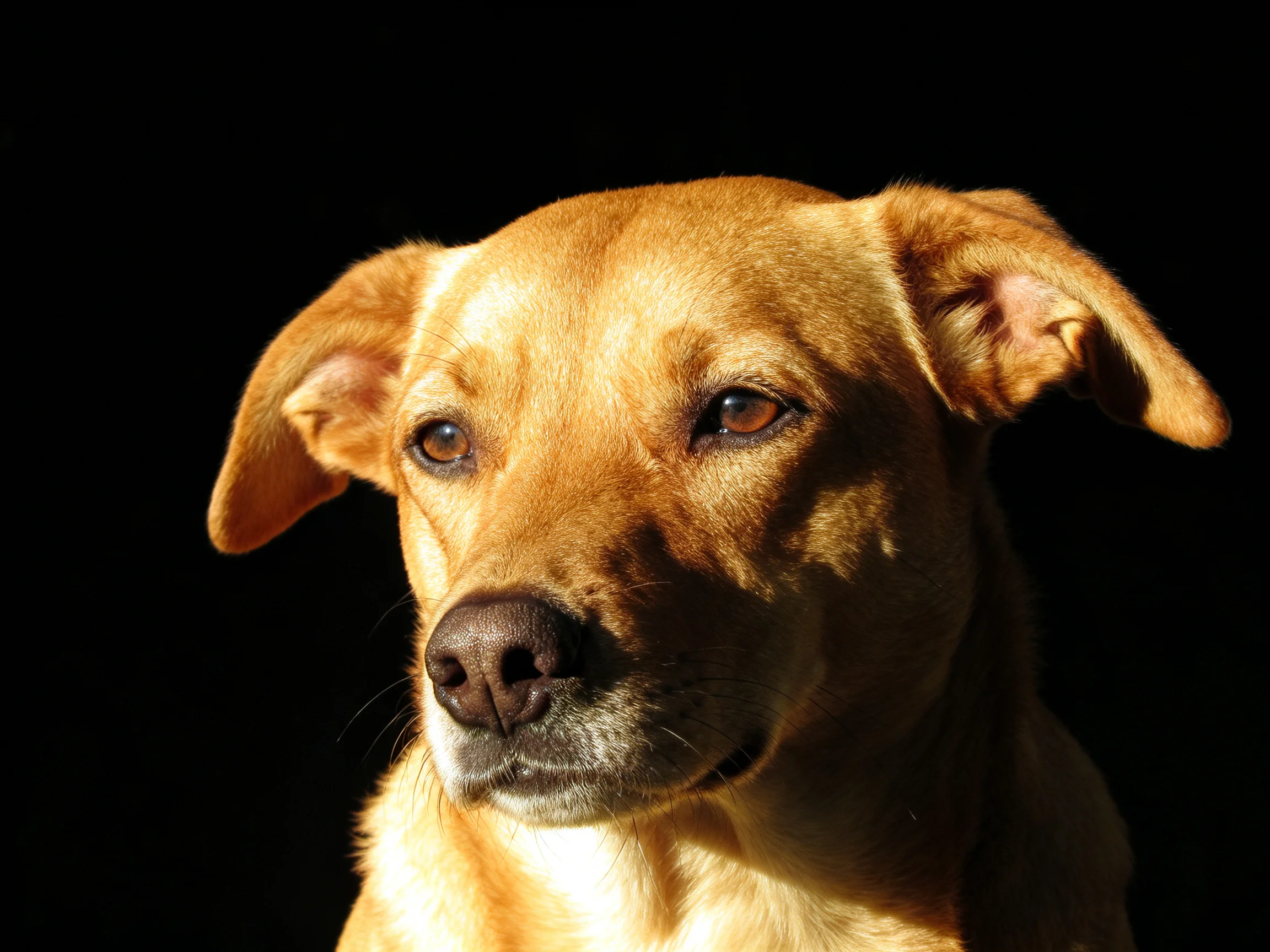 A golden-brown dog with upright ears against a black backdrop