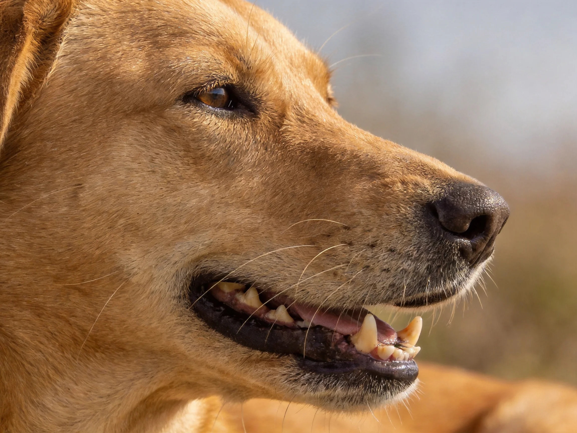 A golden-brown dog’s profile with open mouth and relaxed expression