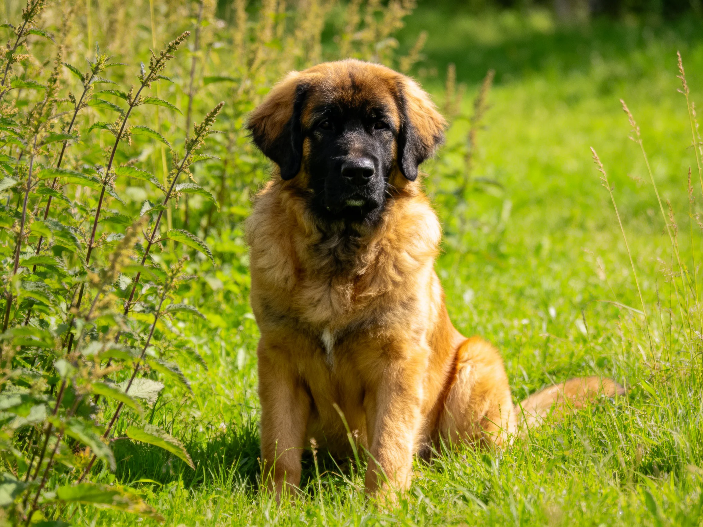 A golden-brown puppy sits in a sunlit green meadow
