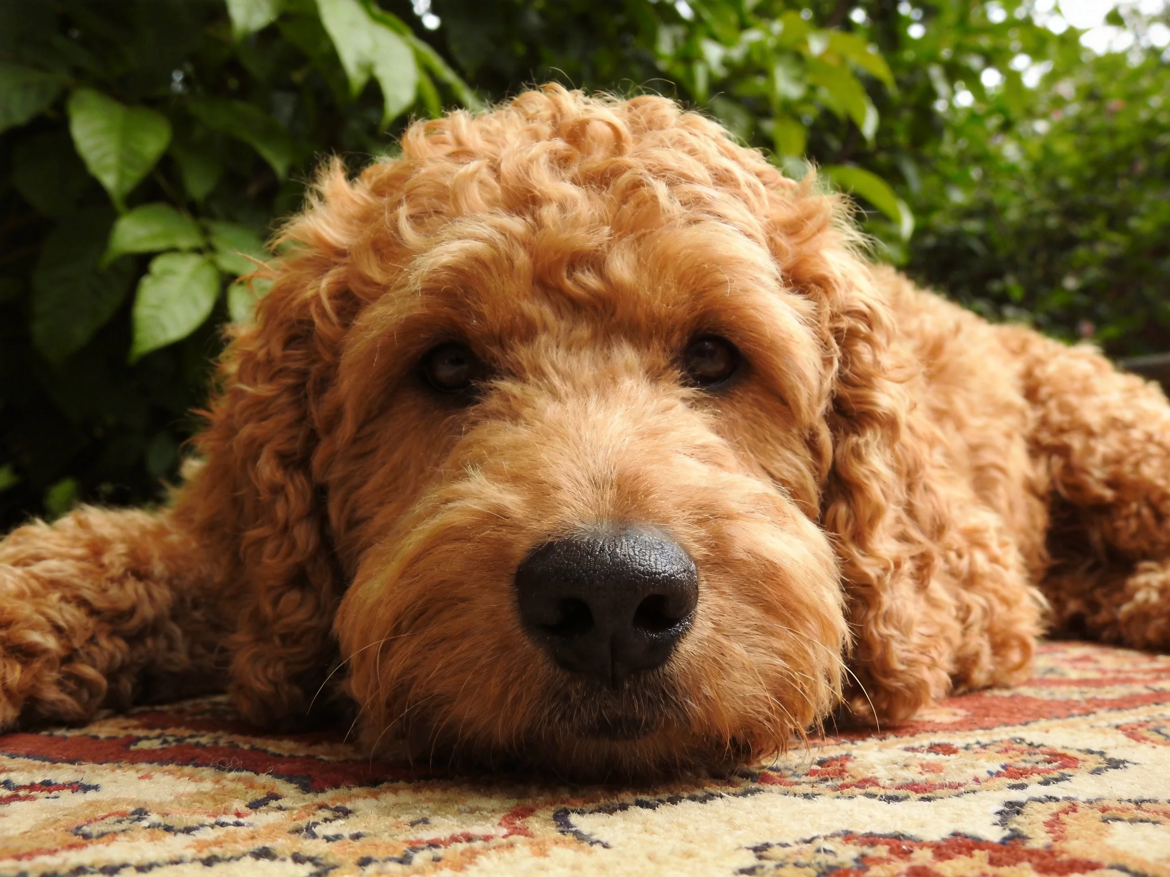 A golden curly-coated dog rests on an ornate rug amid lush green foliage