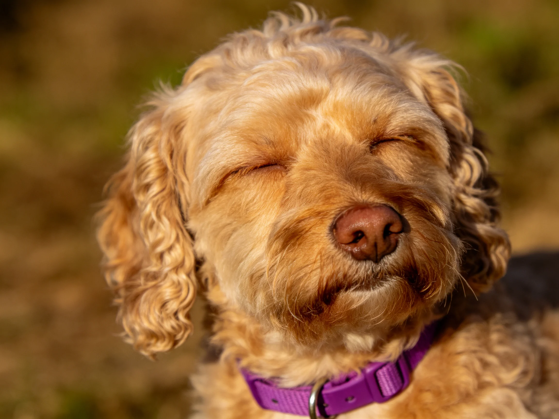A golden curly-haired dog with a purple collar basks in sunlight