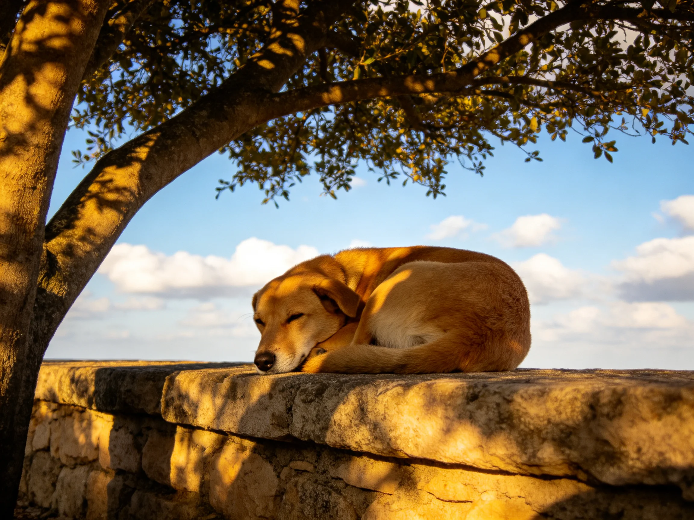 A golden dog rests on a weathered stone wall beneath a leafy tree