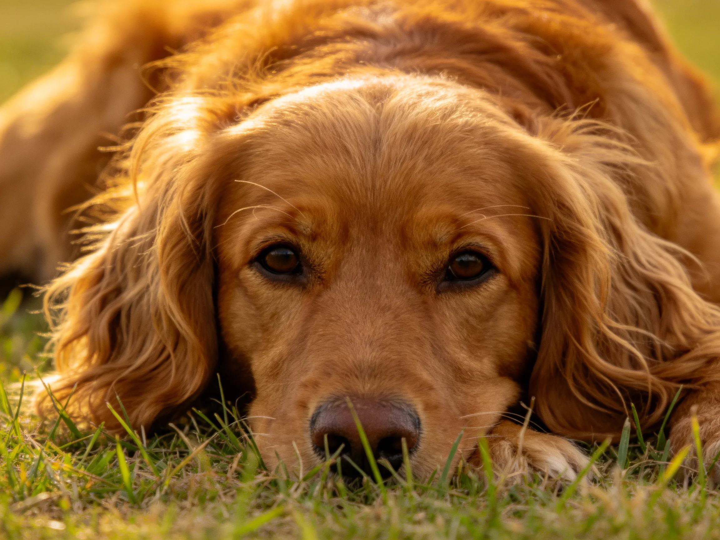 A golden-furred dog lies calmly on sunlit grass.