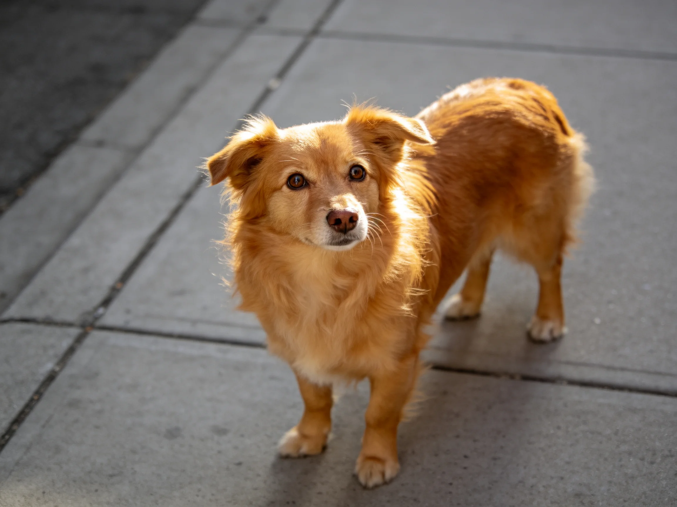 A golden-furred dog stands on a concrete sidewalk