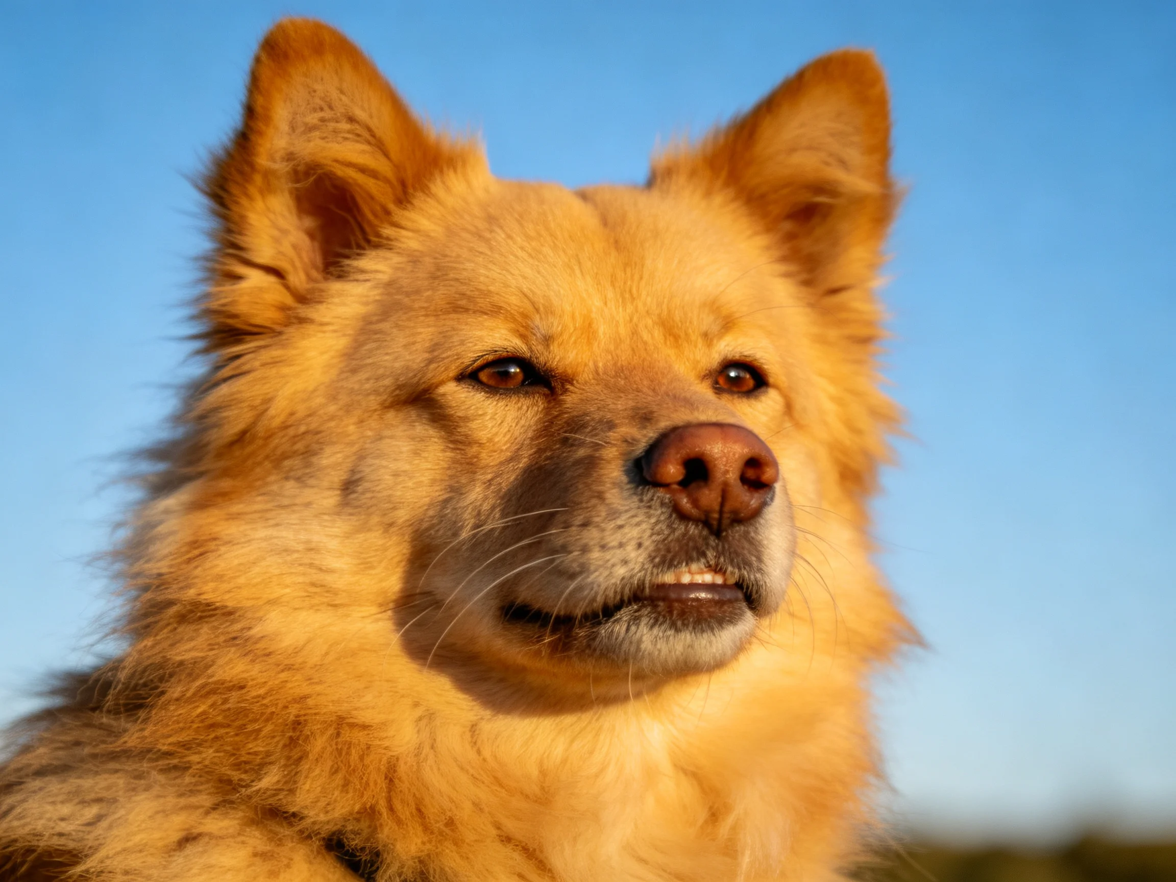 A golden-furred dog with upright ears against a clear blue sky