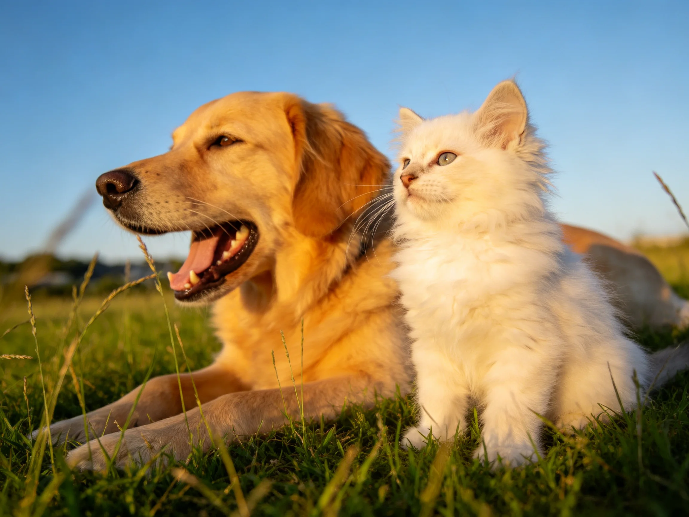 A golden retriever and white kitten relax together on grass during bright daylight